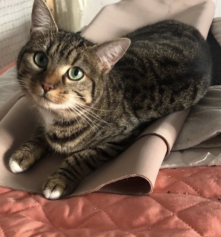 High-maintenance sweetie-pie kitty