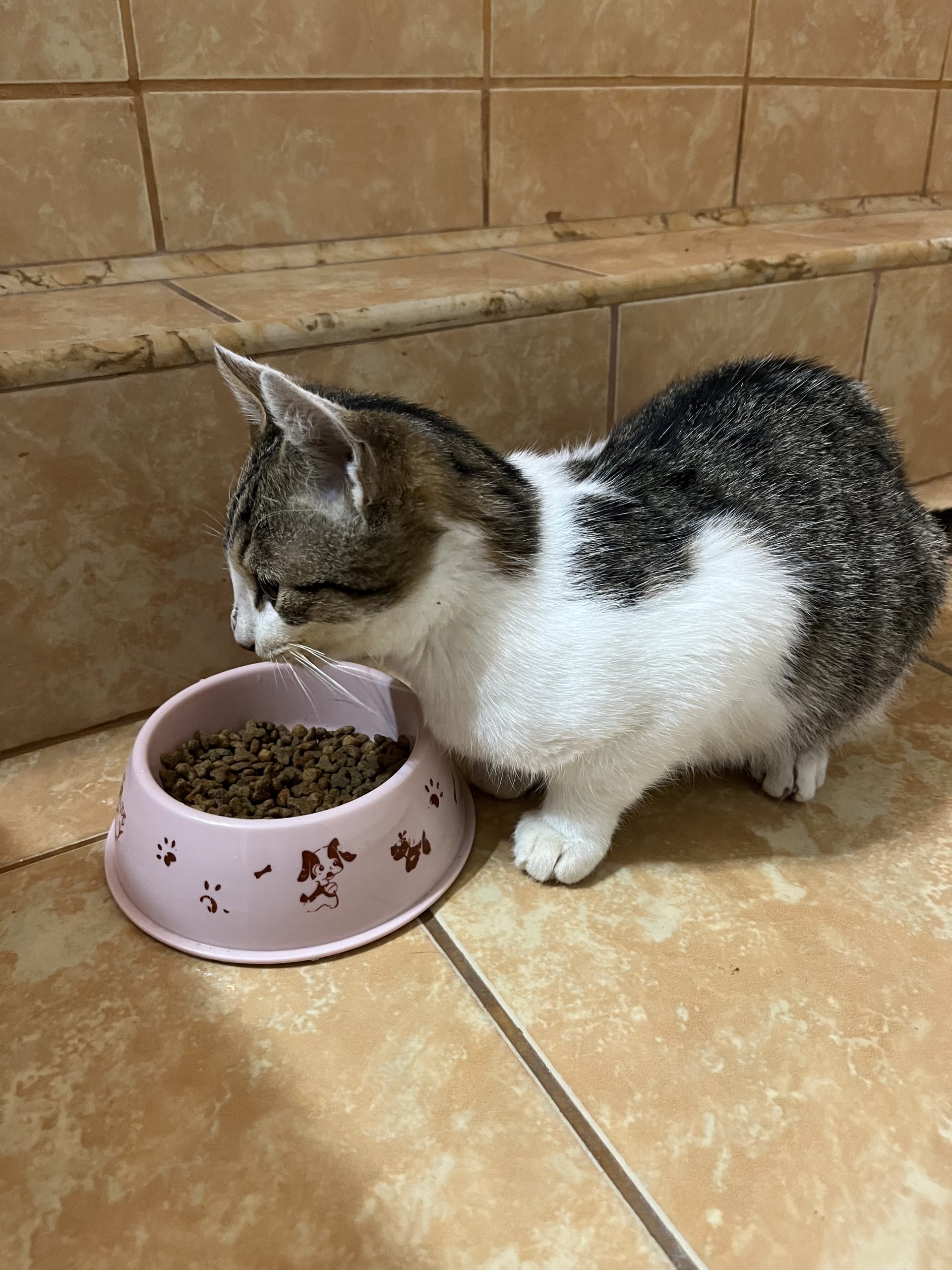Motanel caut stapan/a pt adoptie, 4 luni, folosesc litiera
