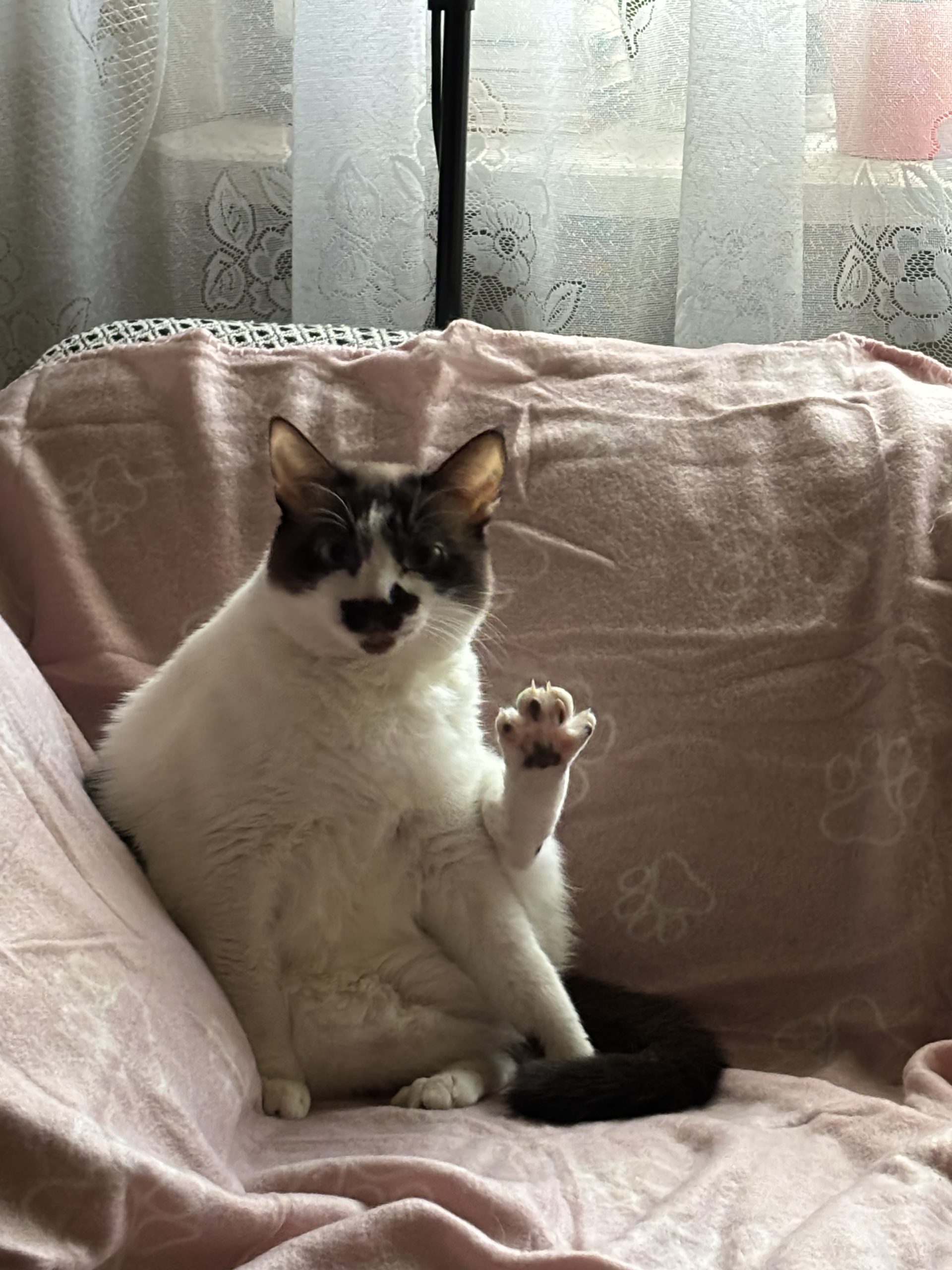 Luna metis ragdoll