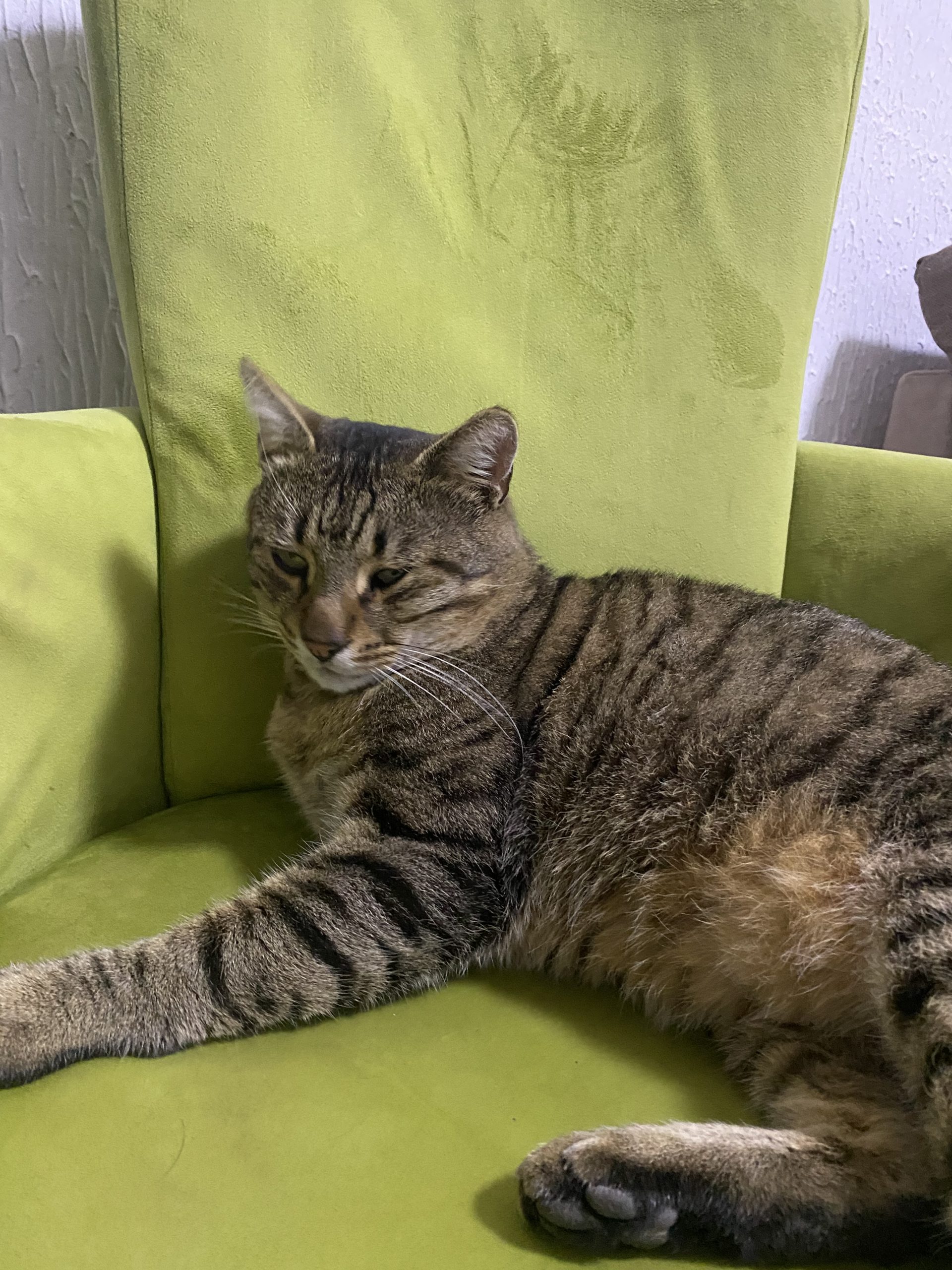 Adopție pisică să o iubesc mult!