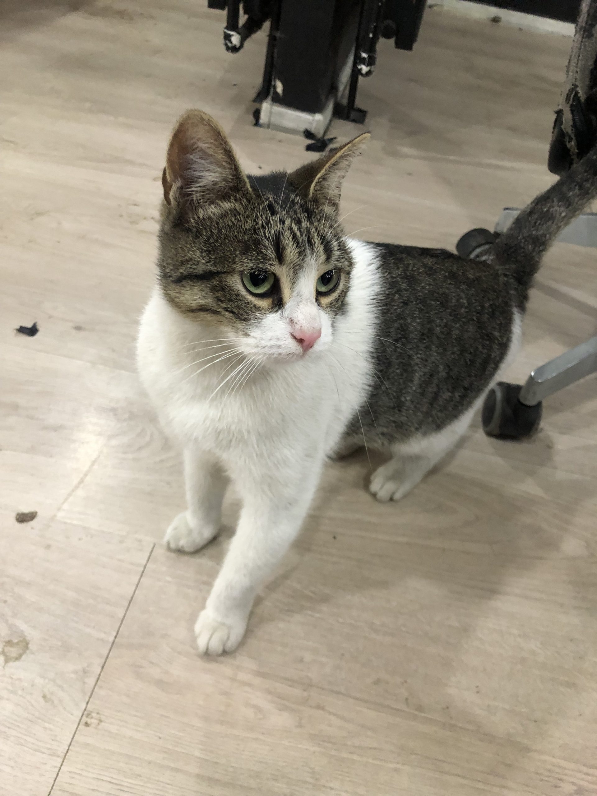 Urgent adopție București