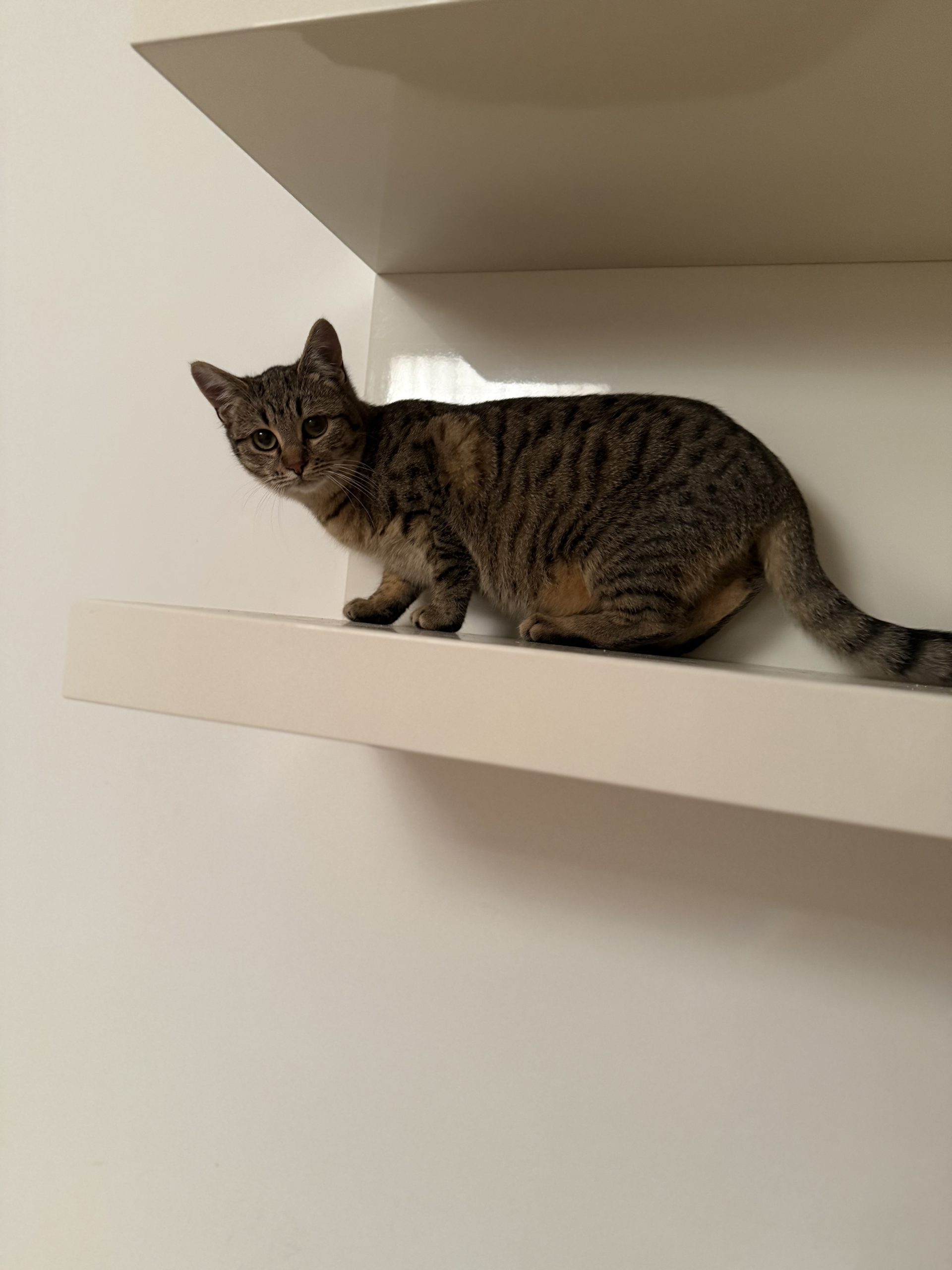 Puiute adorabile