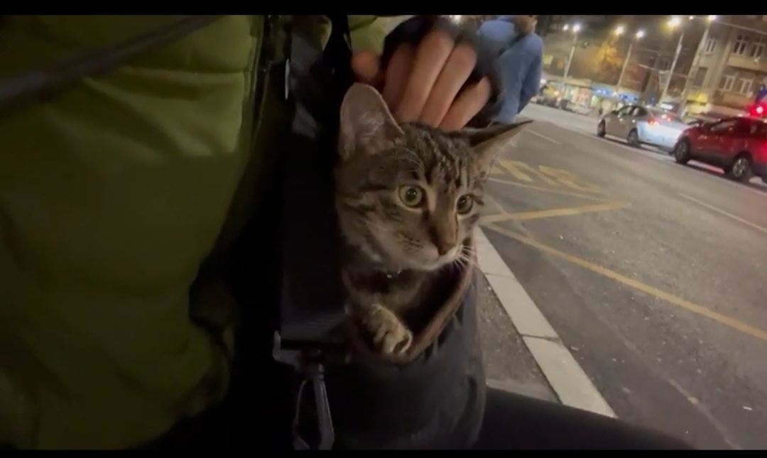 Adopție motan Johnny