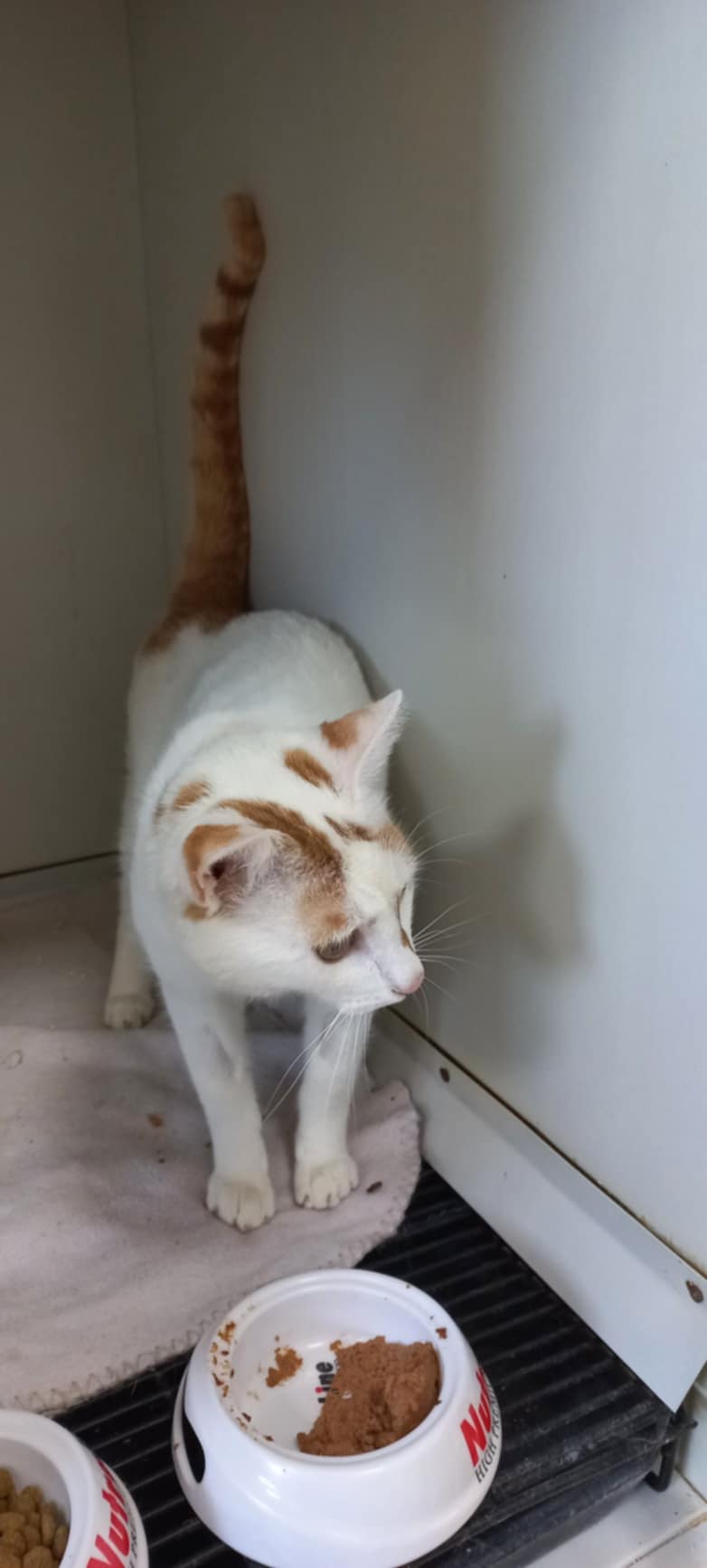 🐾 Luptătorul caută o casă! 🐾