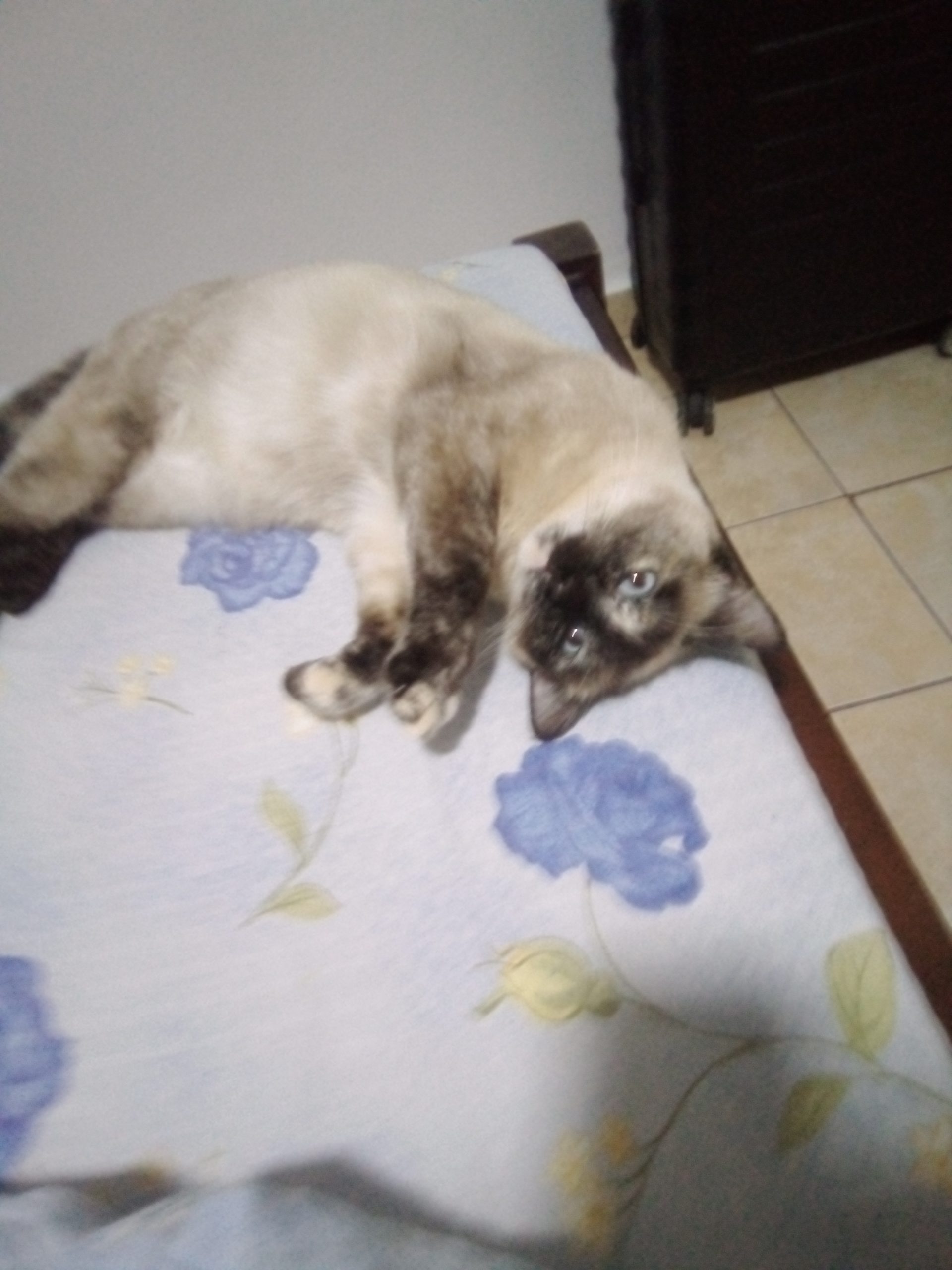 Zoe își caută familia mult dorită! 🙏💔