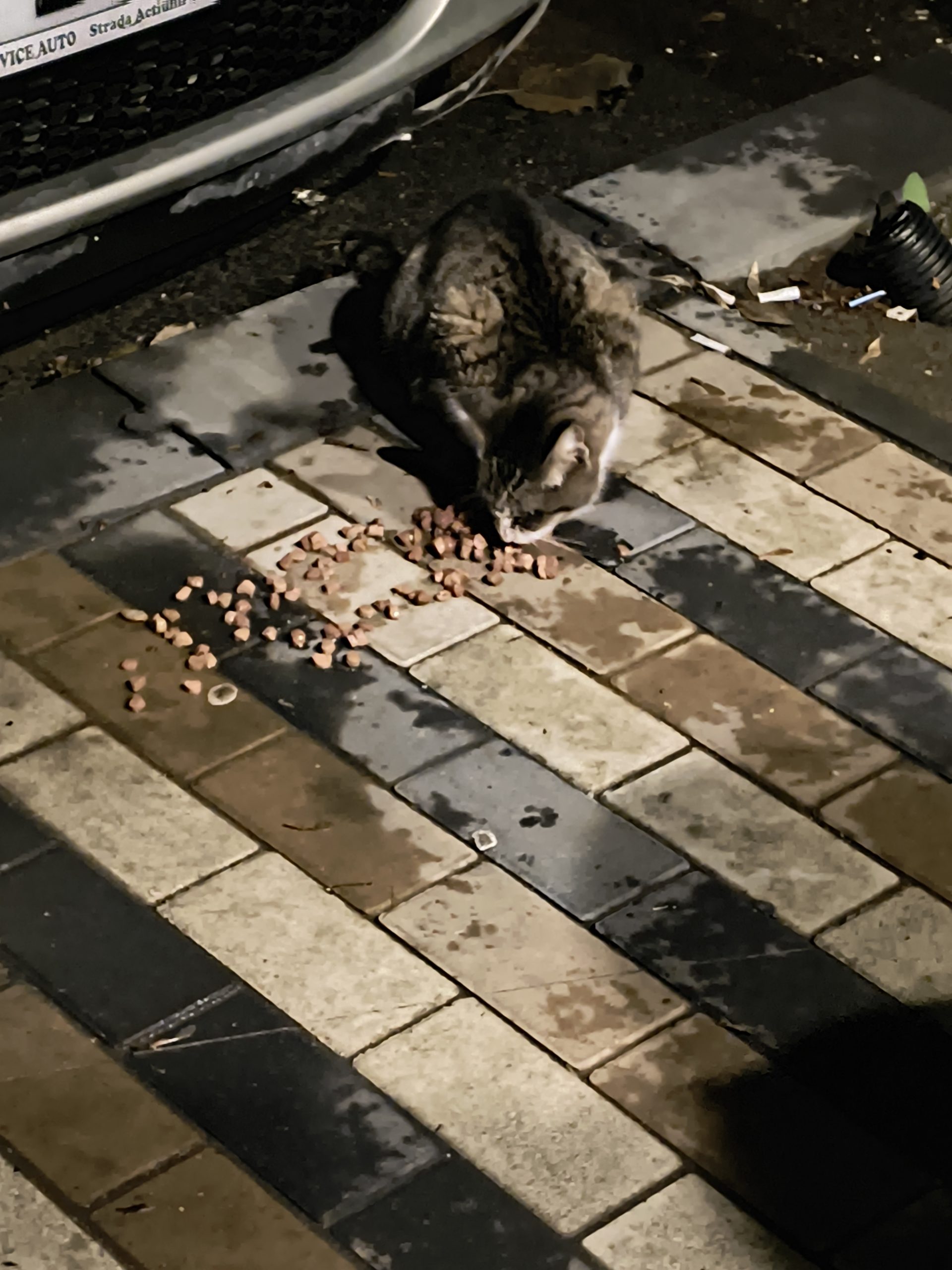 Griuta de pe strada caută adopție/foster