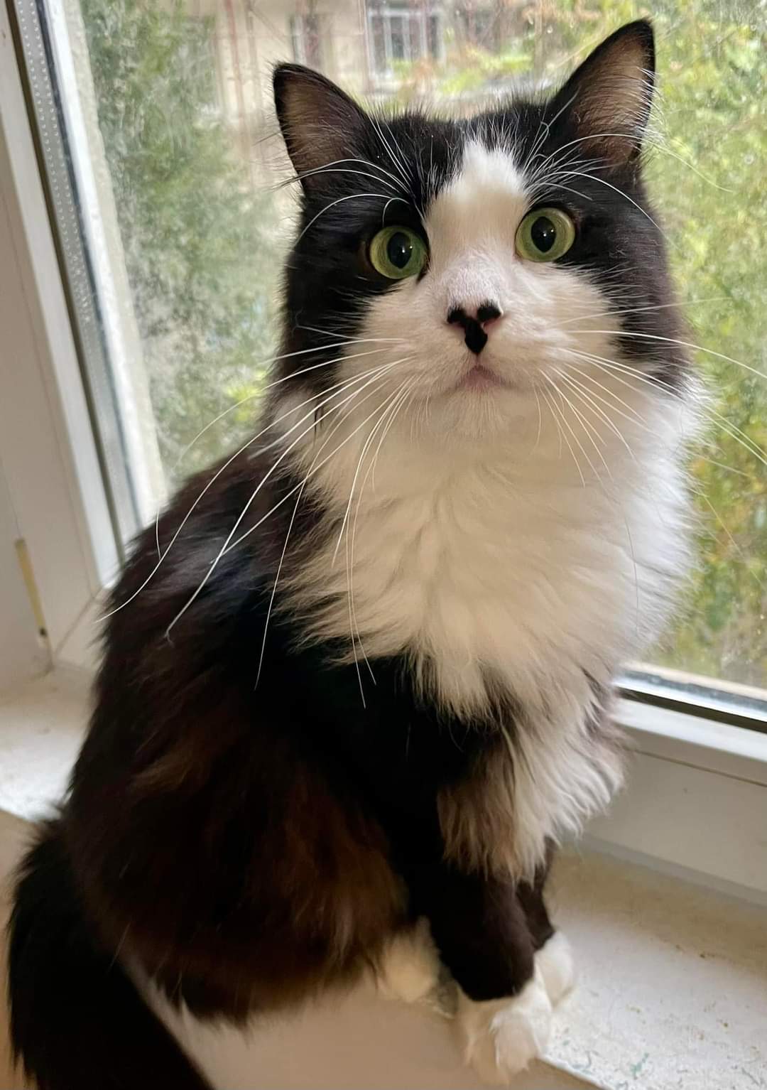 Adopții pisici