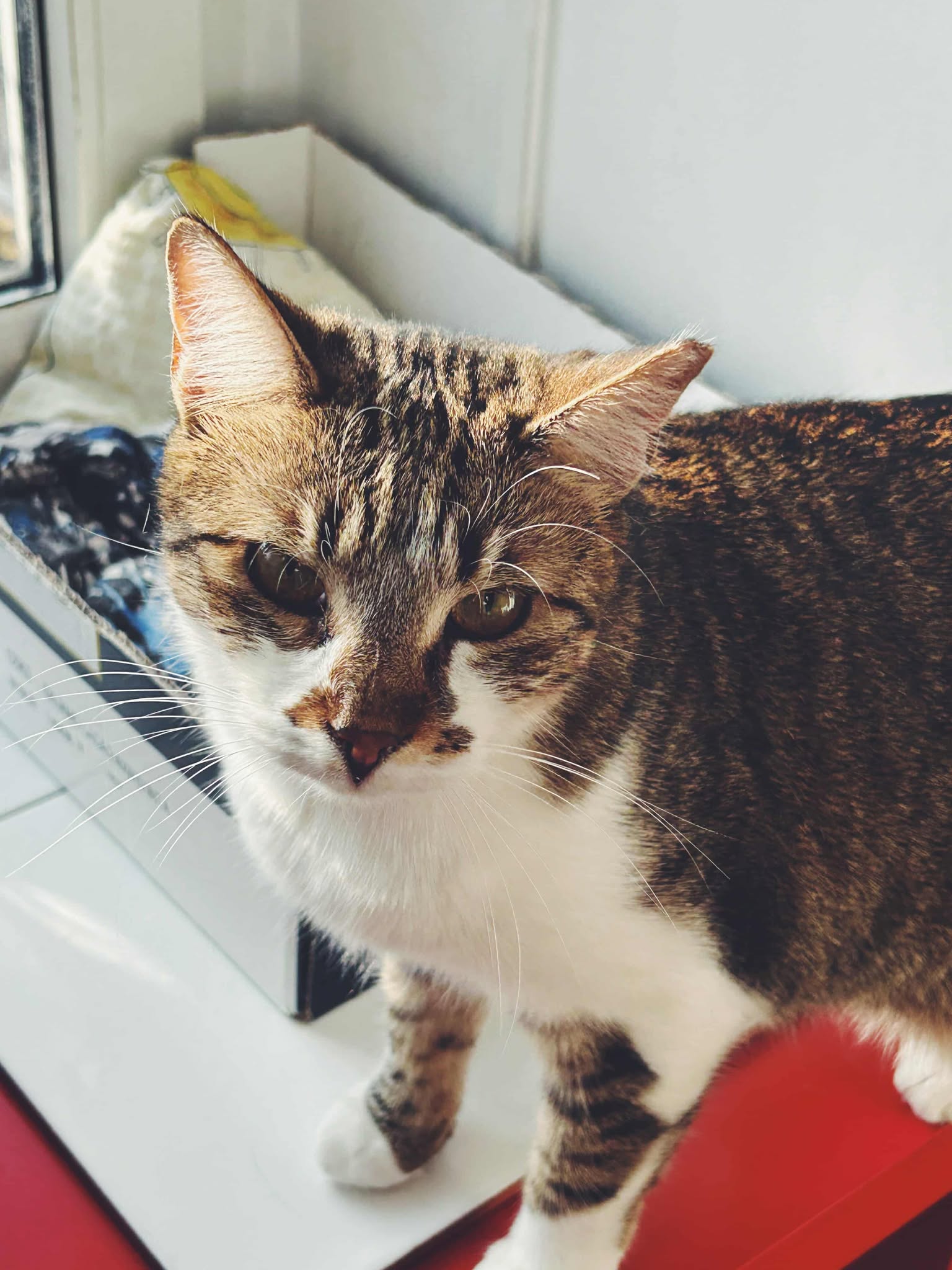 !Urgent! pisicuță 1 an spre adopție