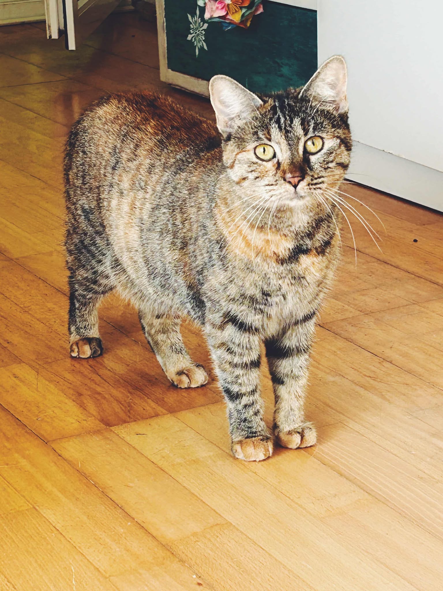 !Urgen! pisoi 1 an spre adopție