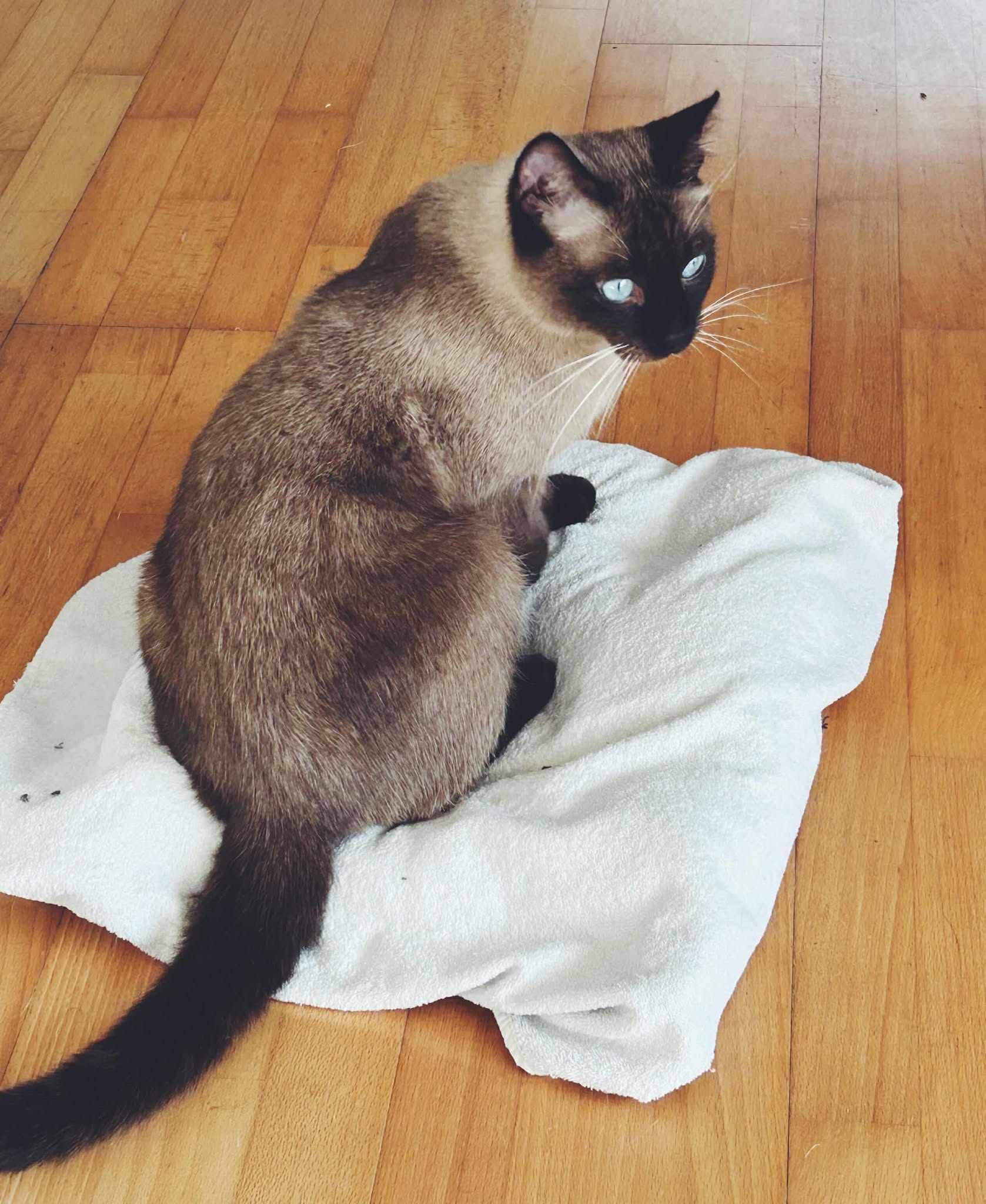 !Urgent! metis birmanez 3 ani spre adopție