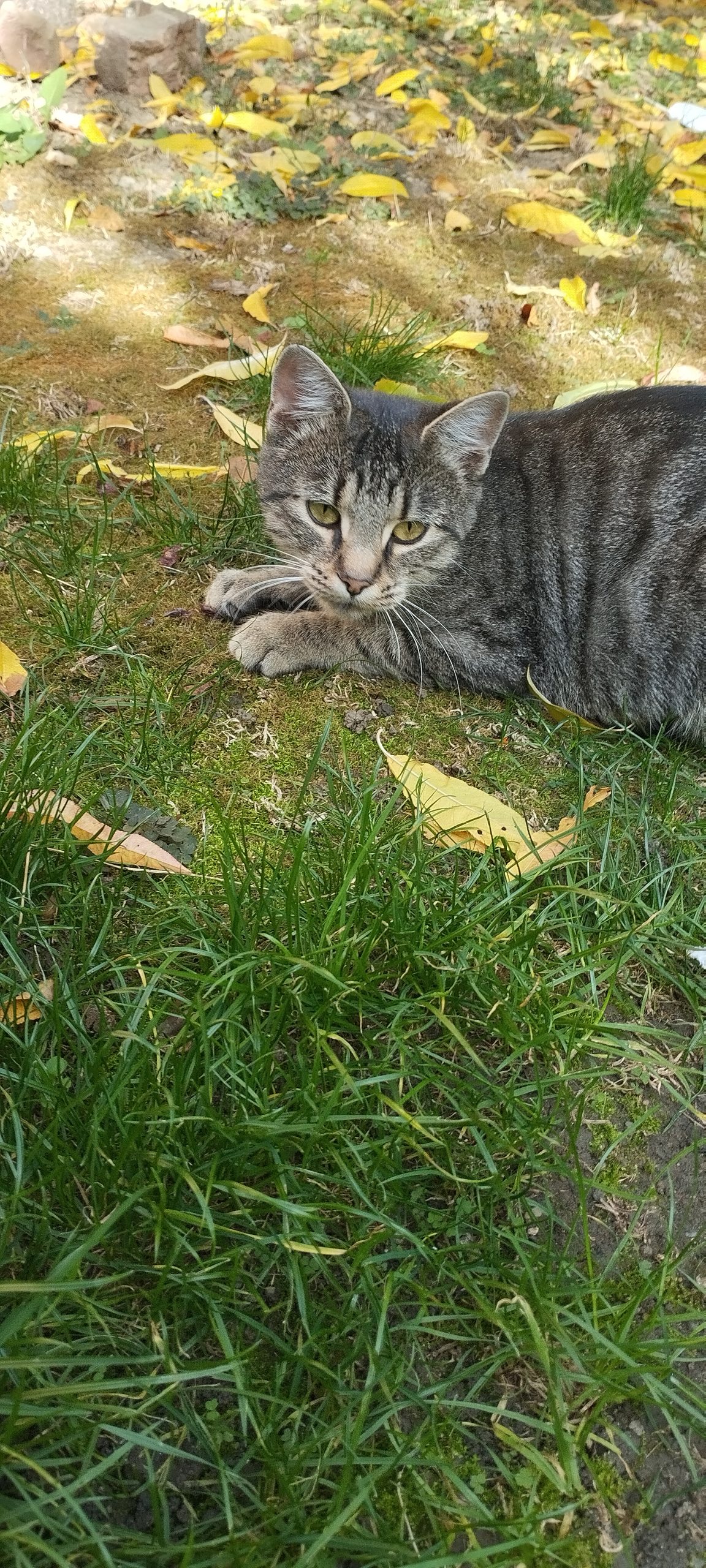Pisică (femela)