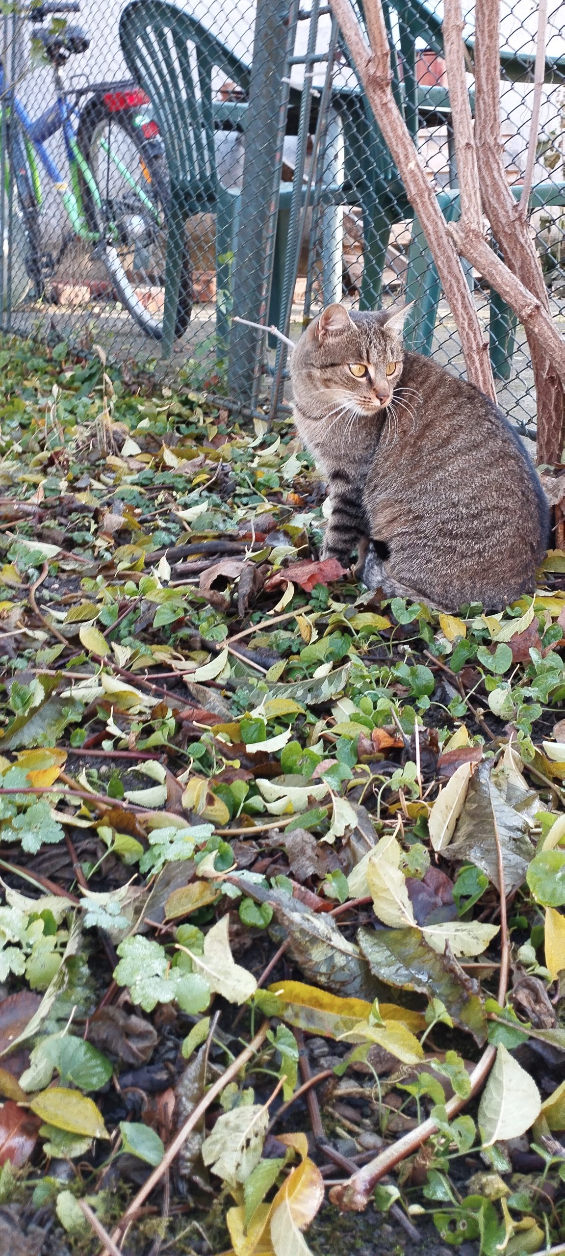 Pisică pentru adoptie