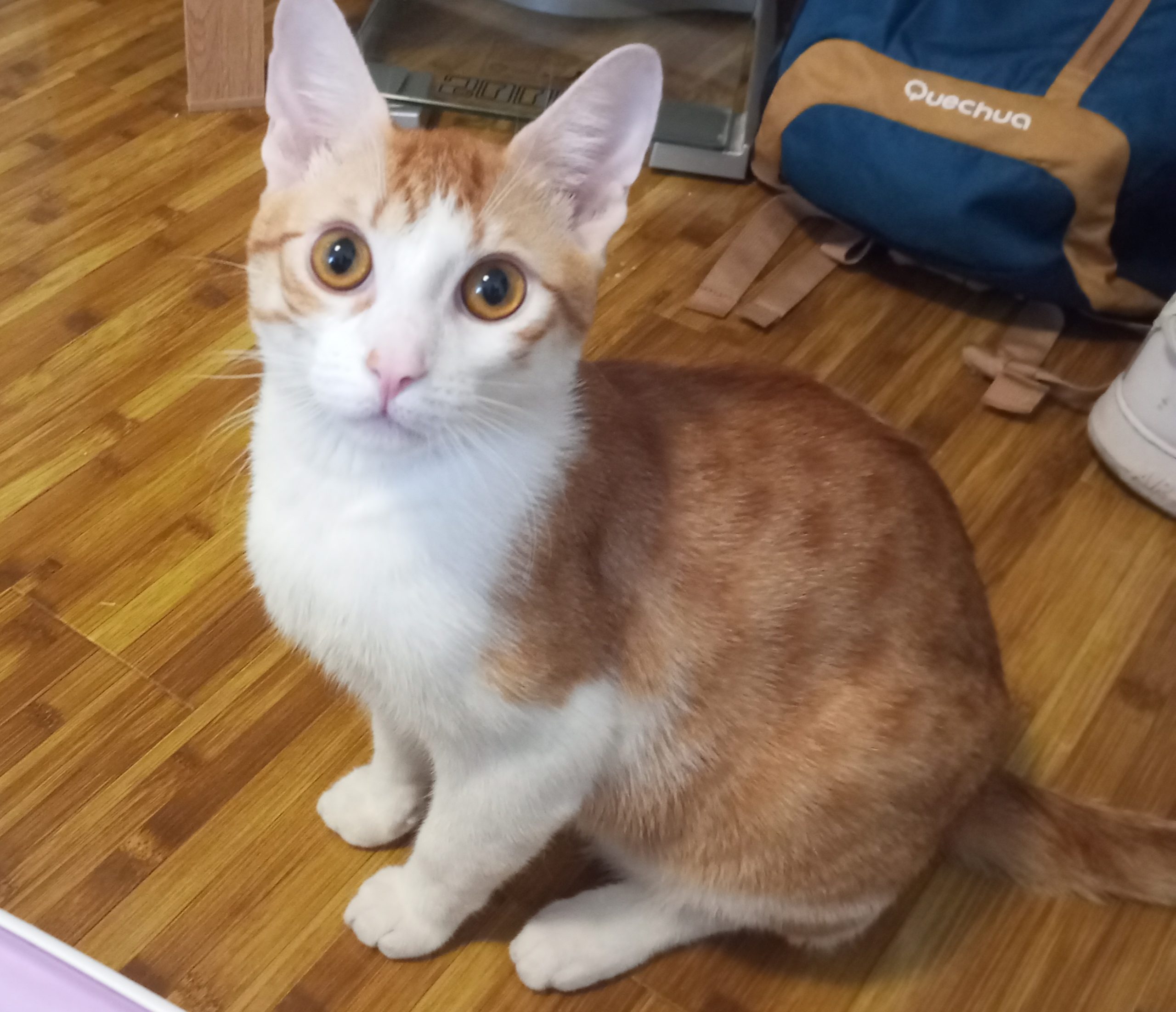 Motănel spre adopție