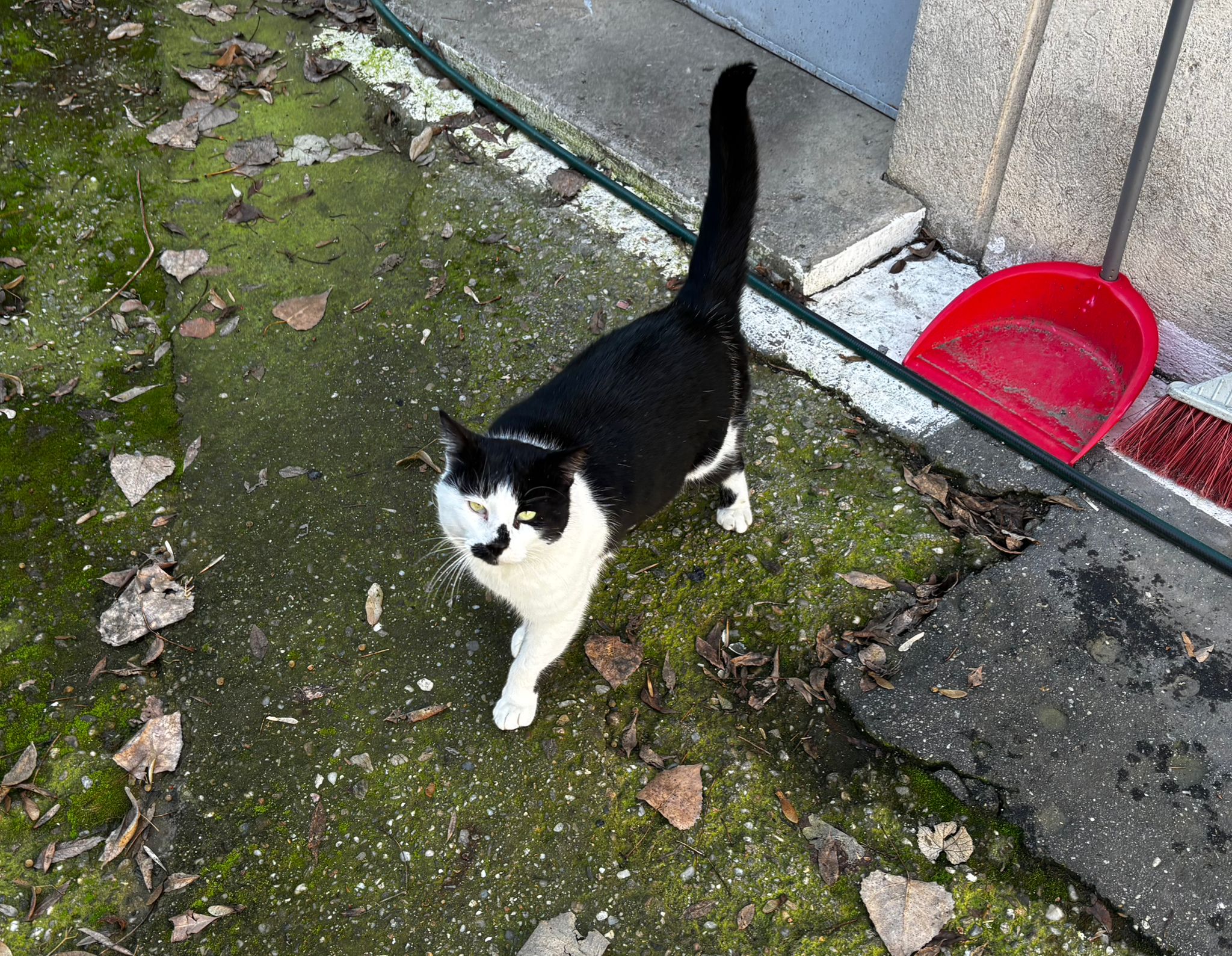Adopție Motan