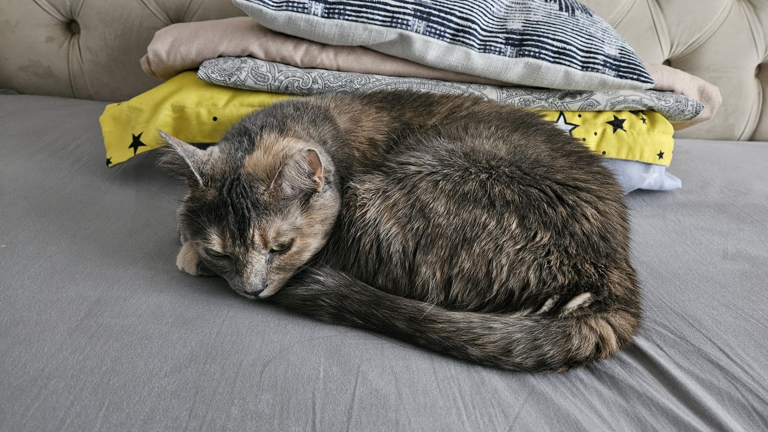 Pisica spre adoptie