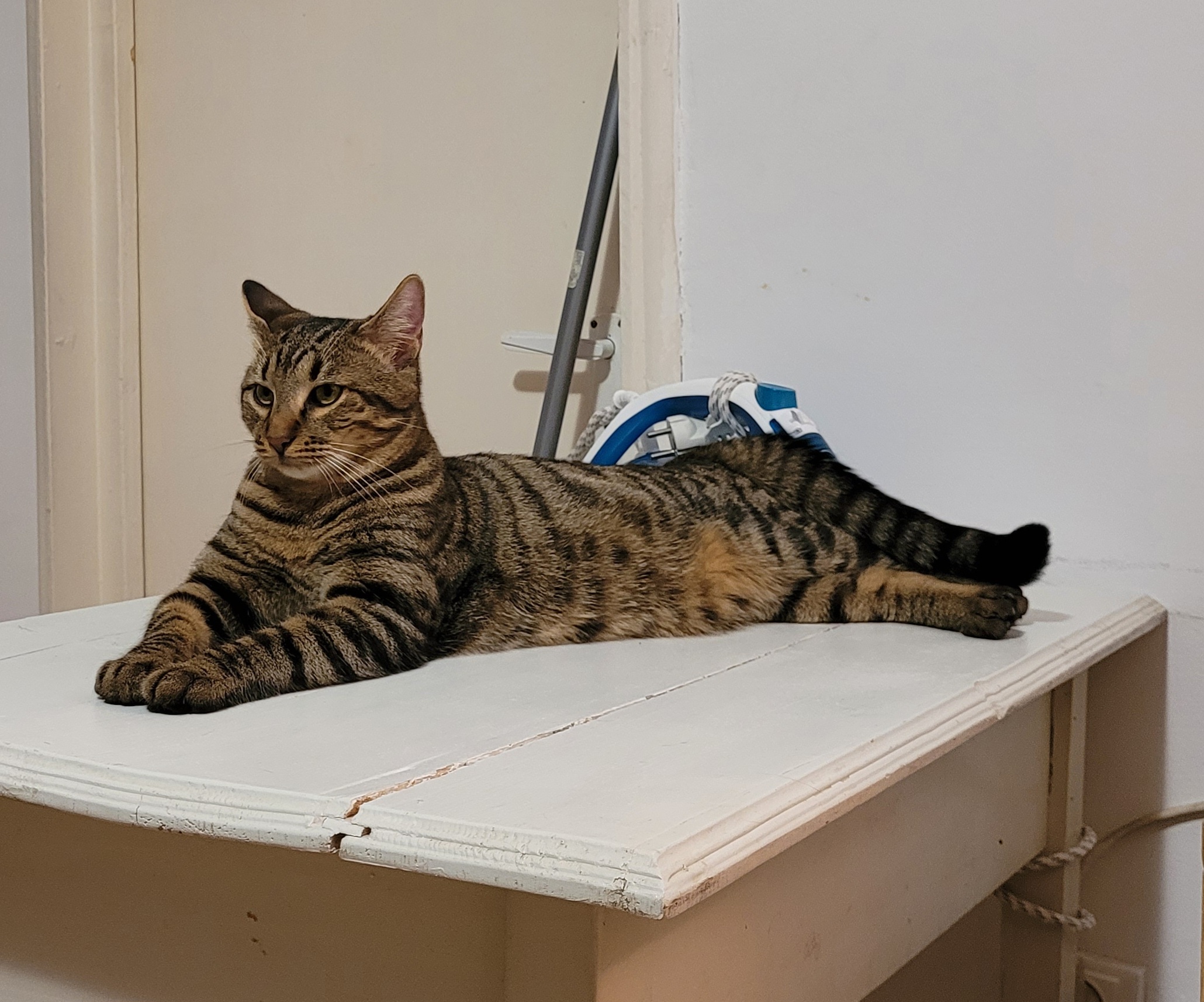 Covrigel, motanel pt adoptie