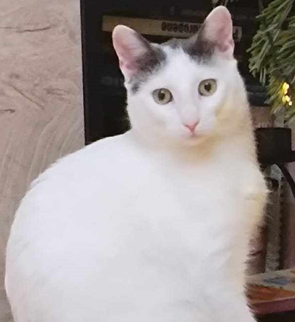 Olaf