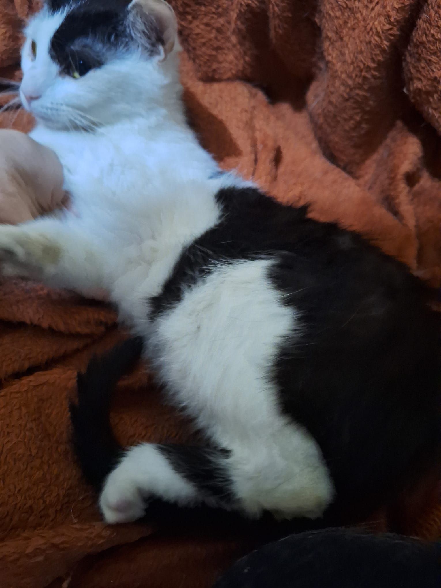 Pui de pisica spre adopție
