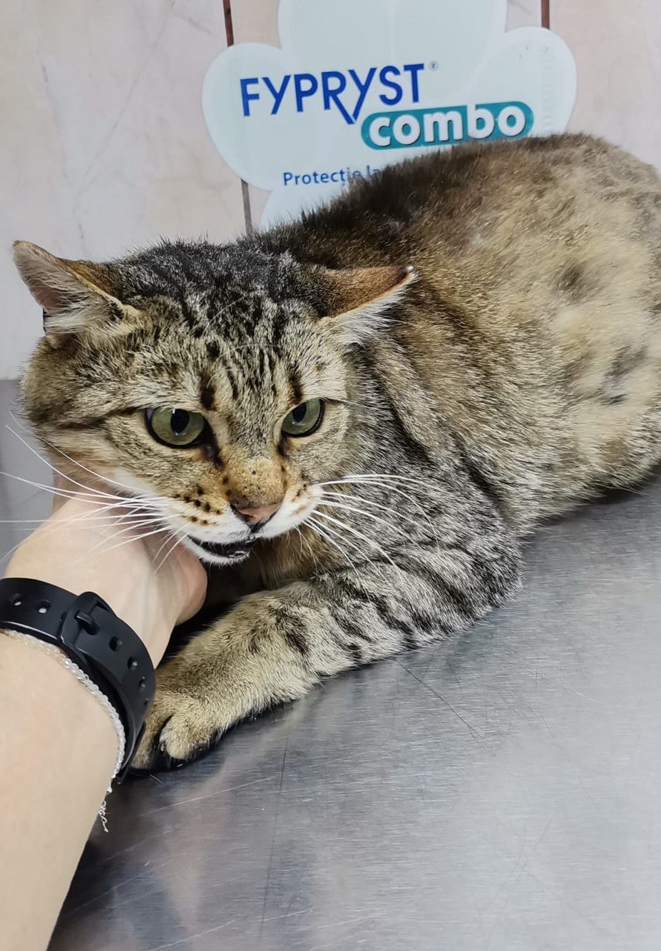 Bursuc, un baietel care inca mai spera sa fie adoptat si salvat