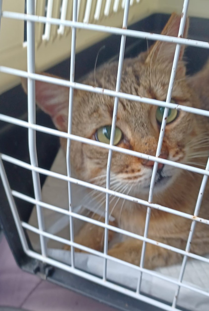 Bursuc, un baietel care inca mai spera sa fie adoptat si salvat