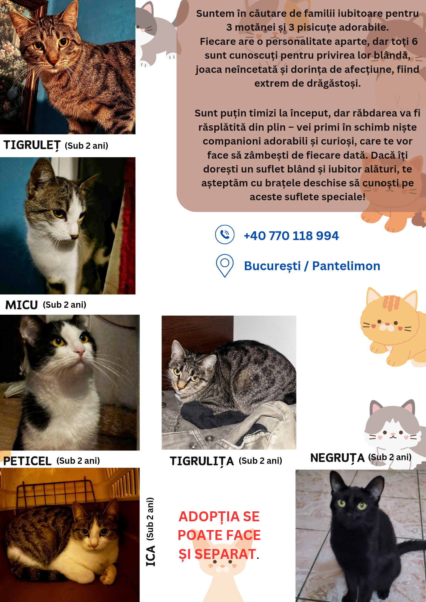 URGENT! 3 MOTANEI SI 3 PISICUTE IN NEVOIE DE ADAPOST