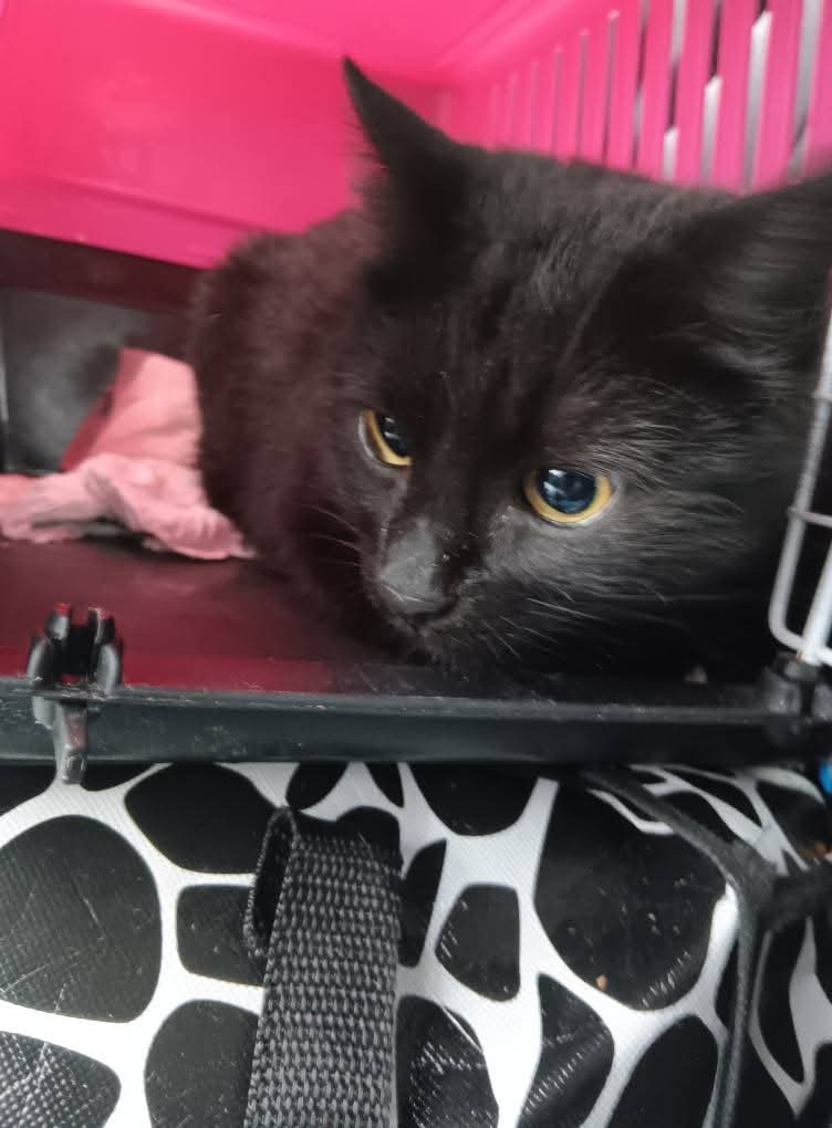 Adopții pisici