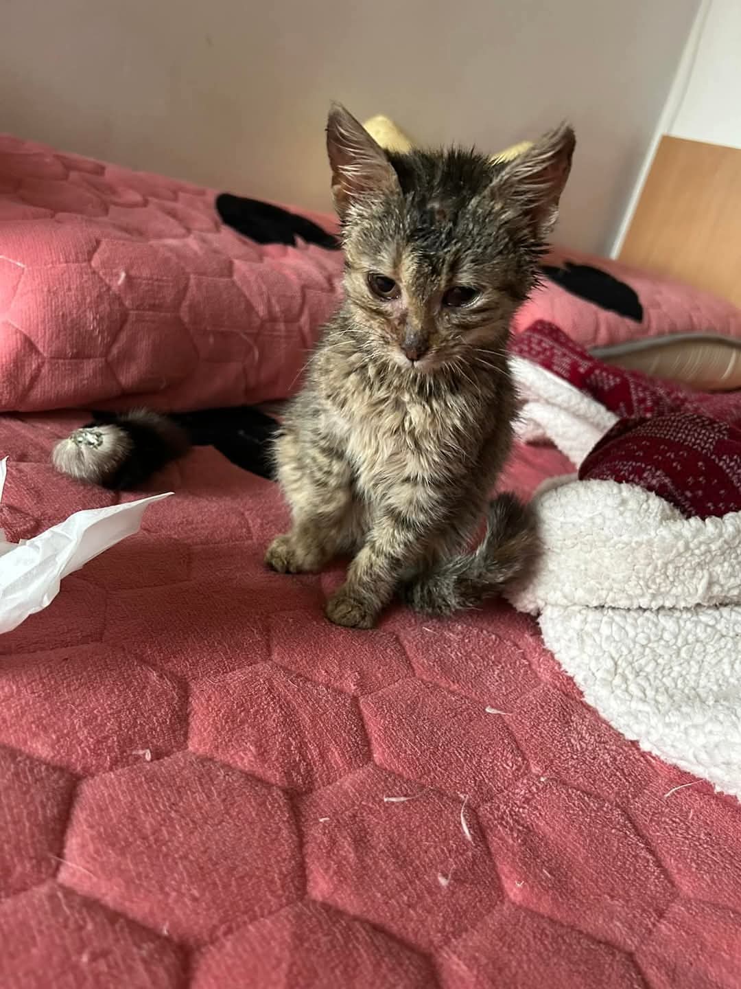 Adopții pisici