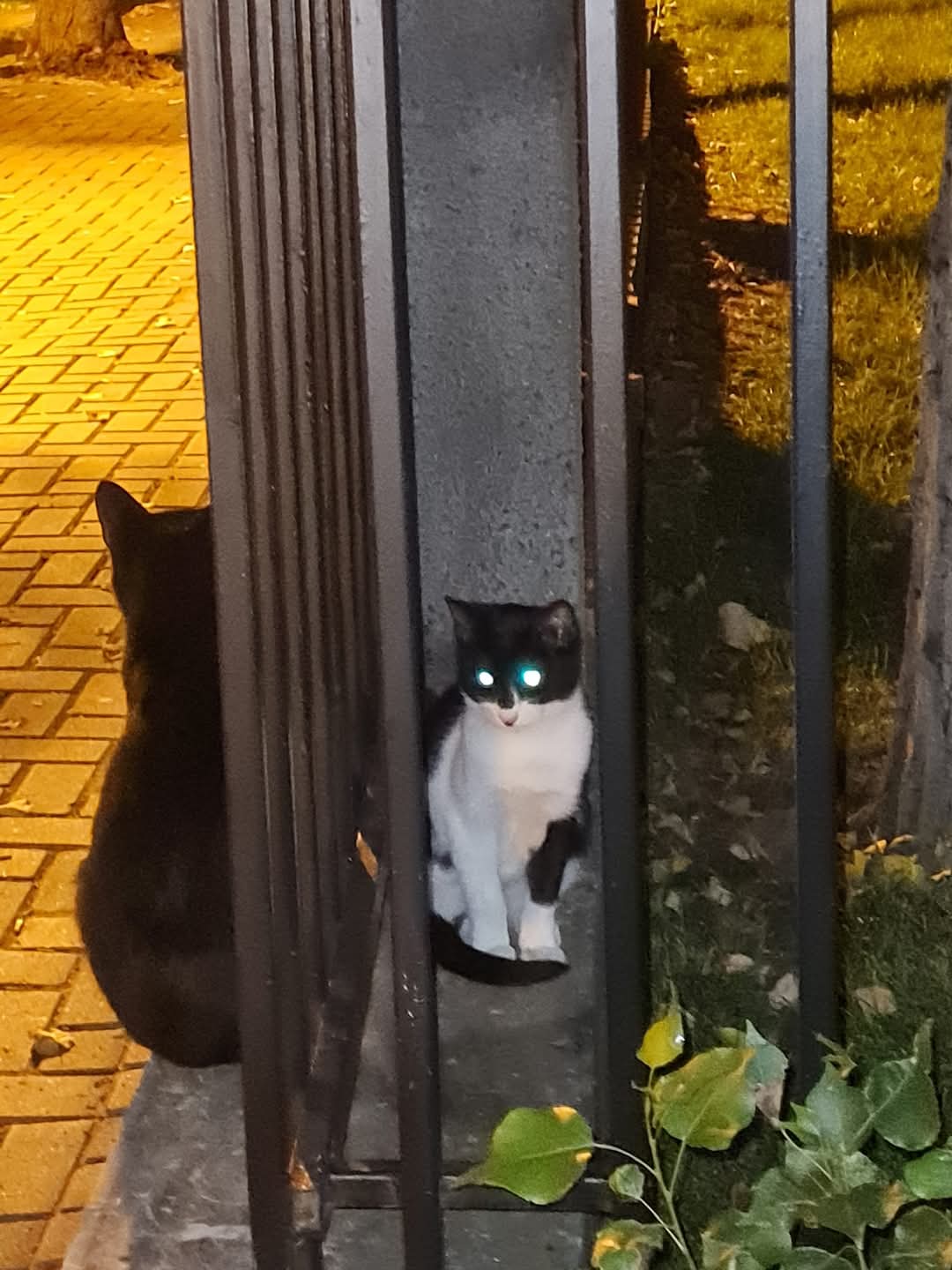 Adopții pisici