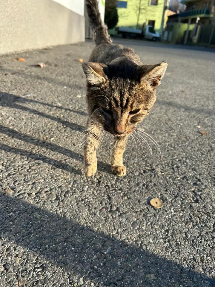Adopții pisici