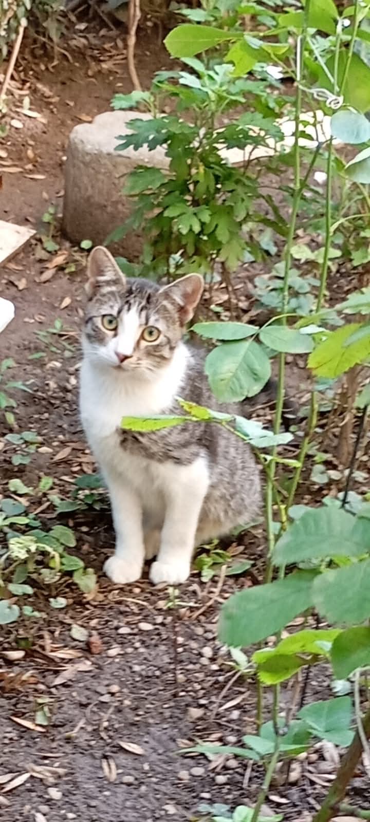Adopții pisici
