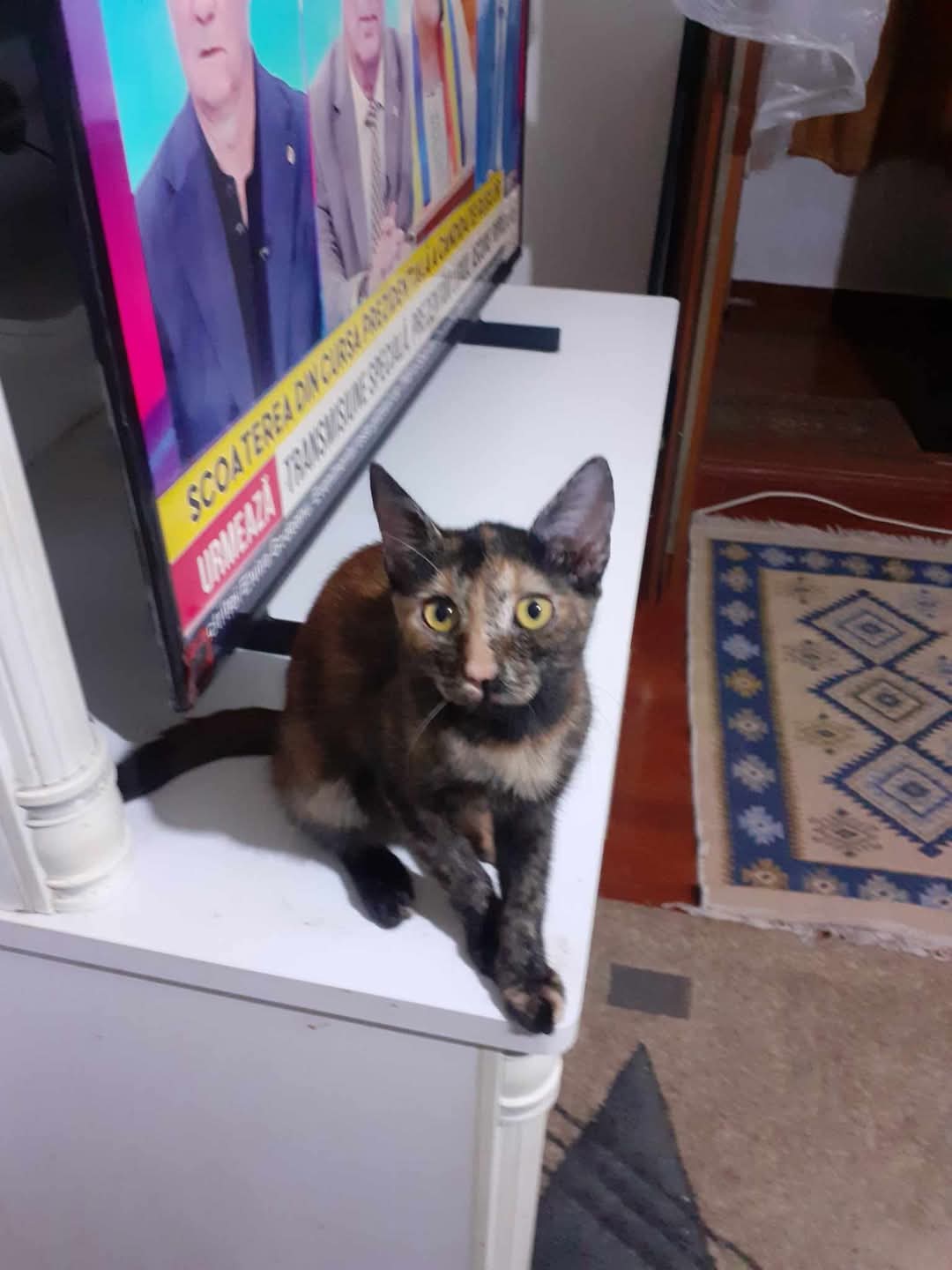 Adopții pisici