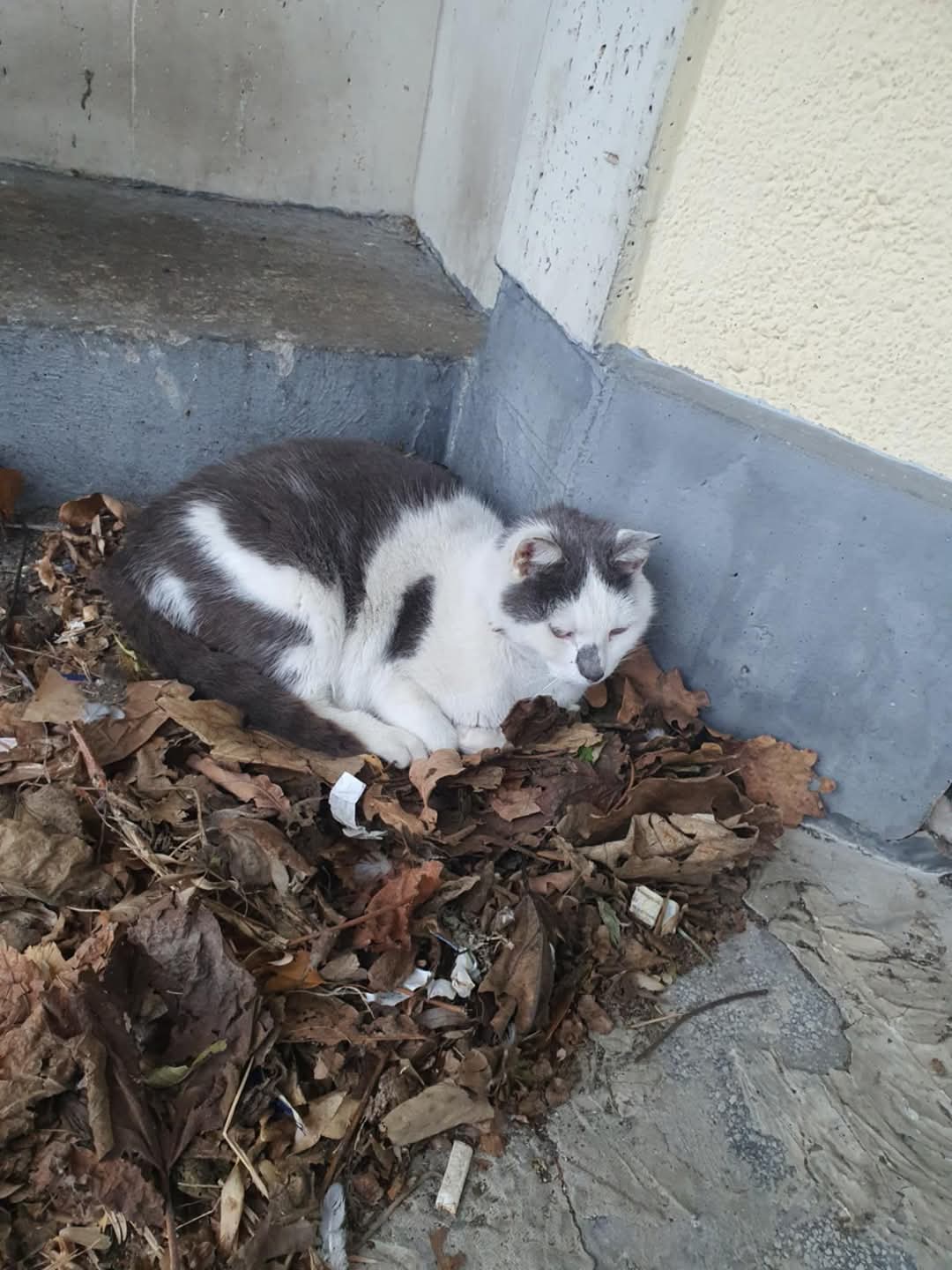 Adopții pisici