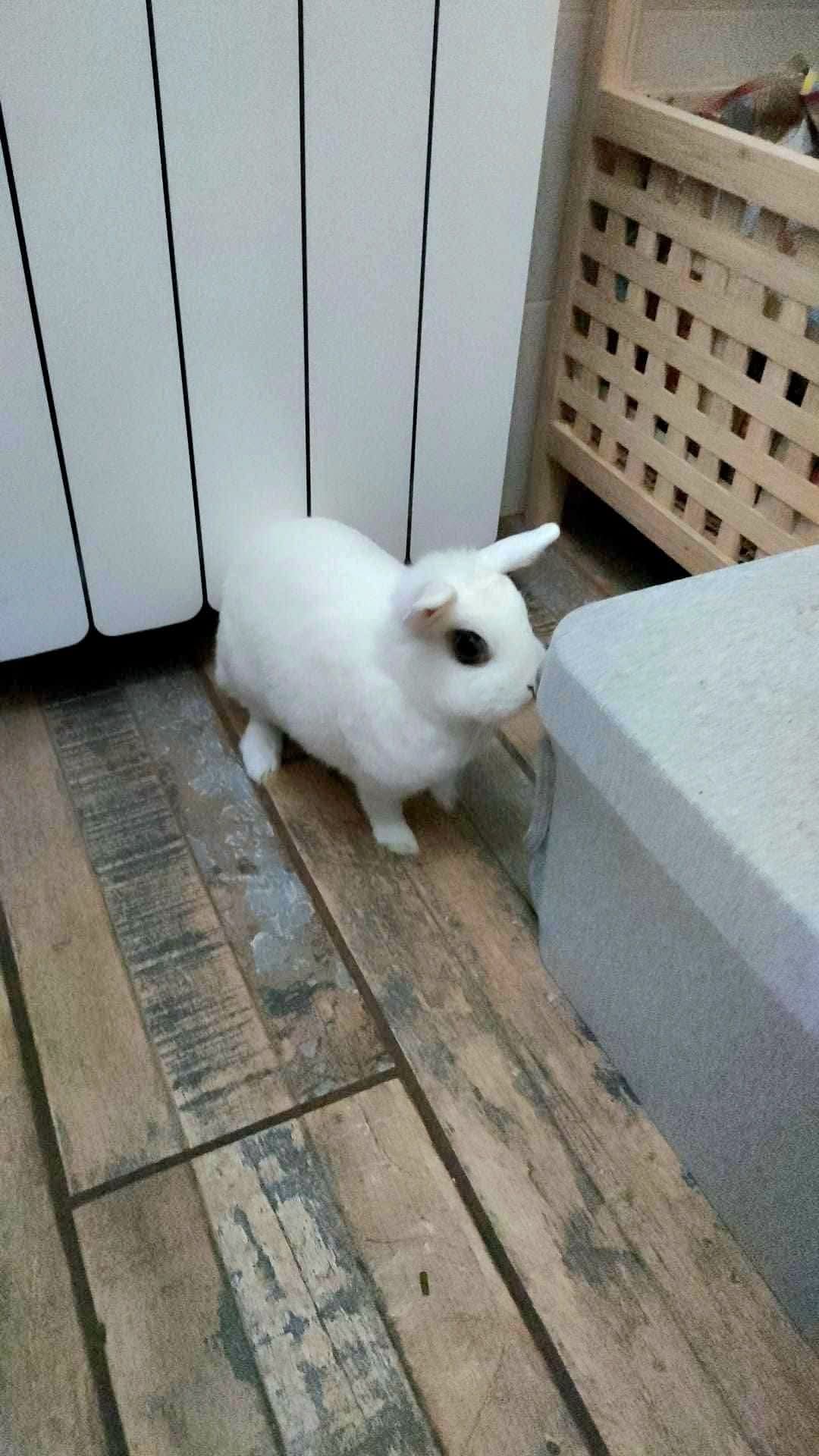 Adopții iepuri