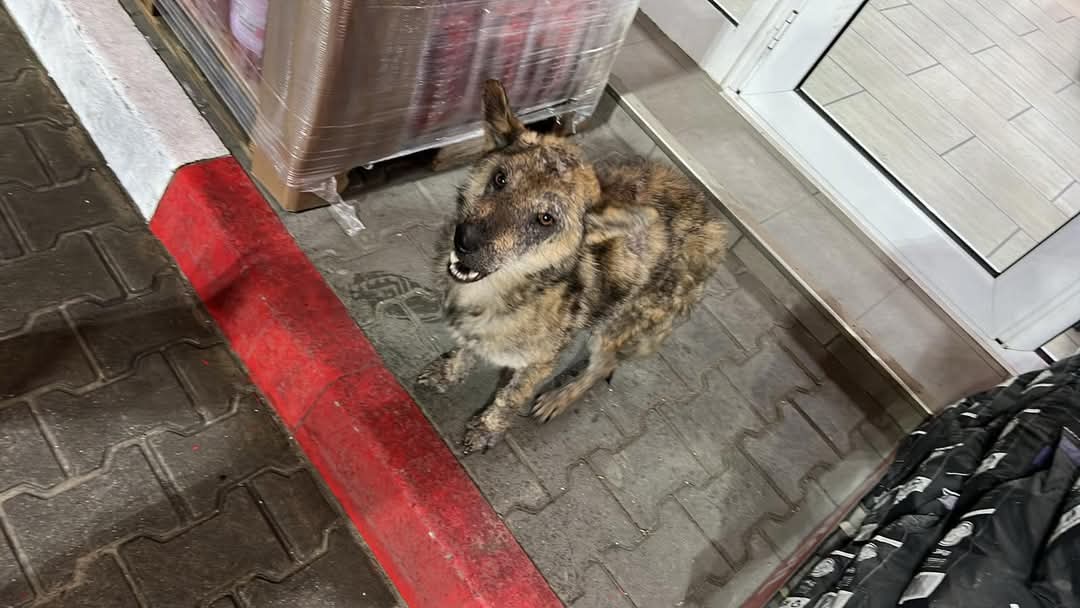 Adopții catei