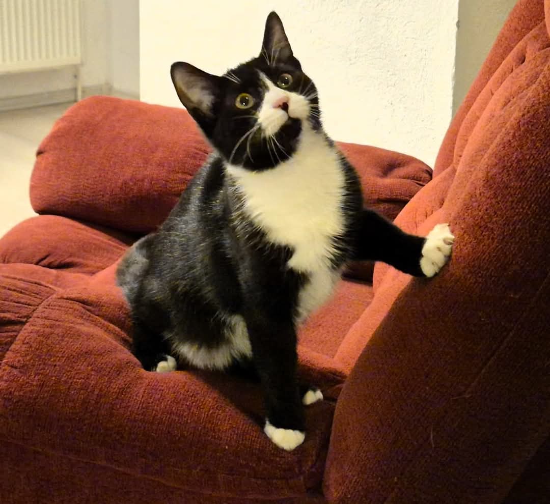Adopții pisici