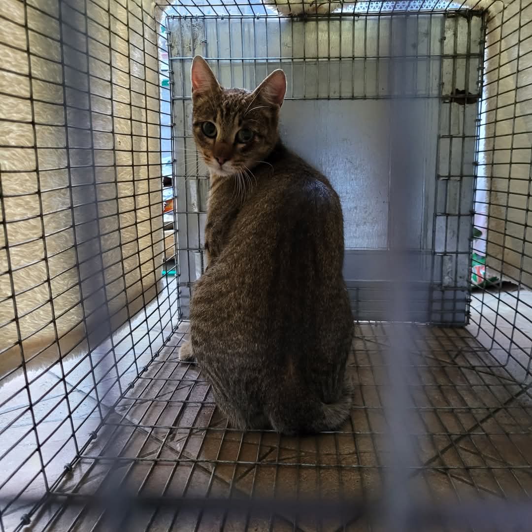 Adopții pisici