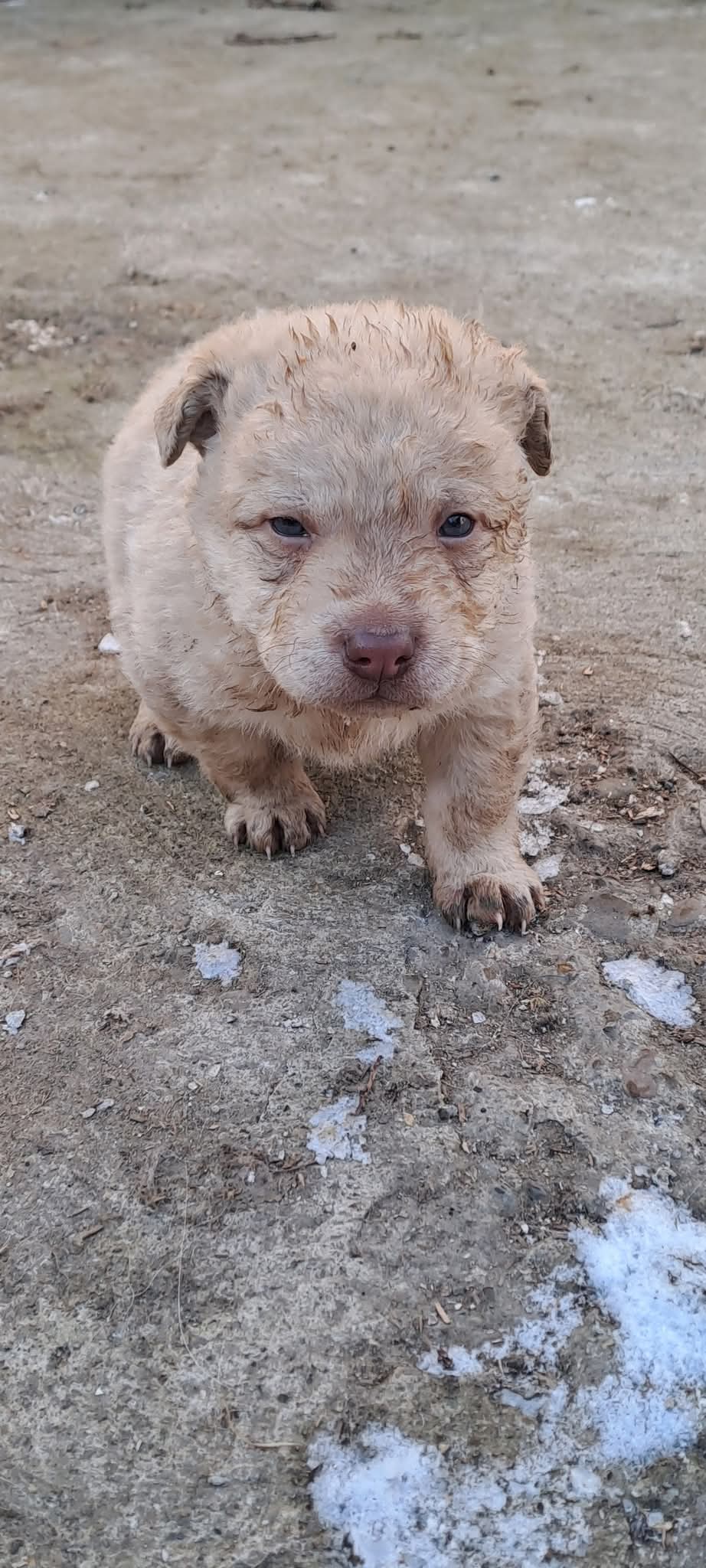 Adopții catei
