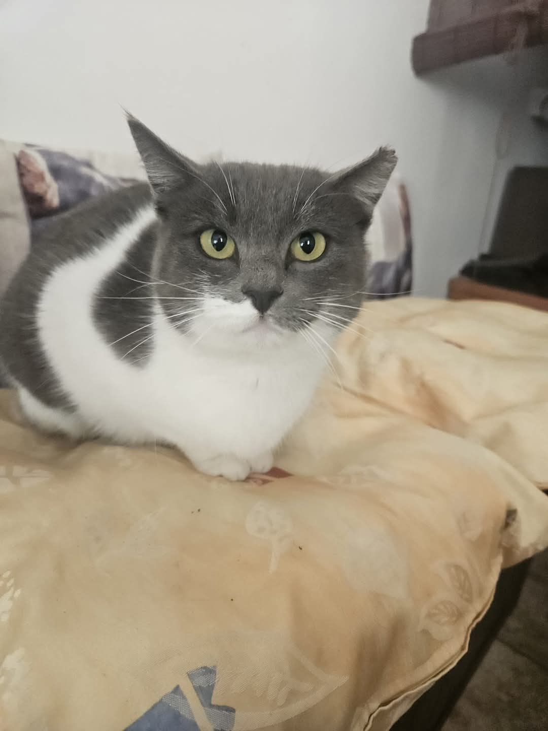 Adopții pisici