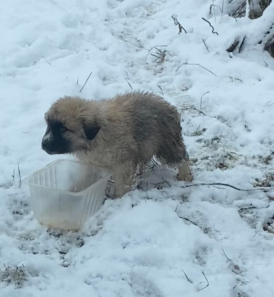 Adopții catei