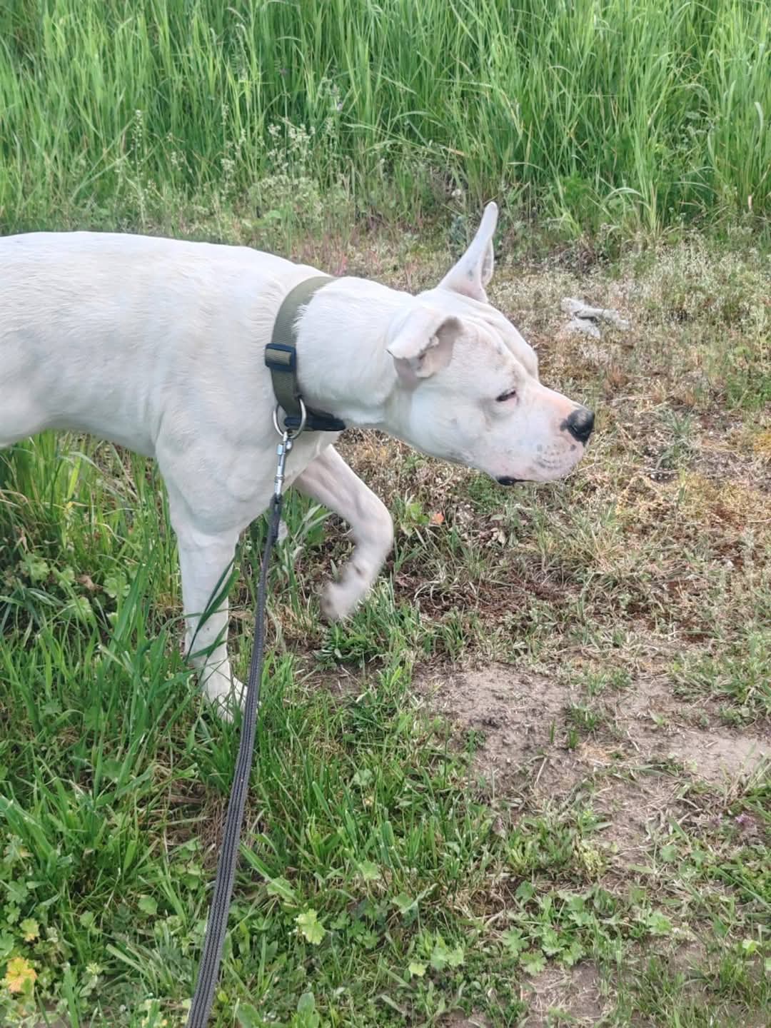 Adopții caini