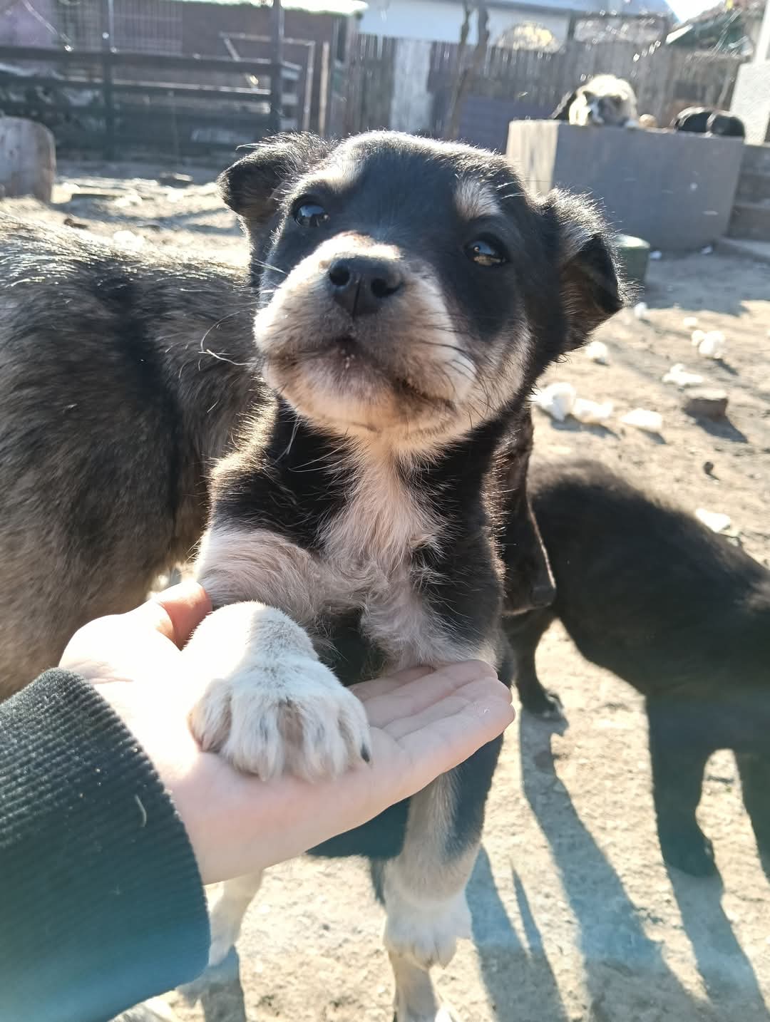 Adopții catei