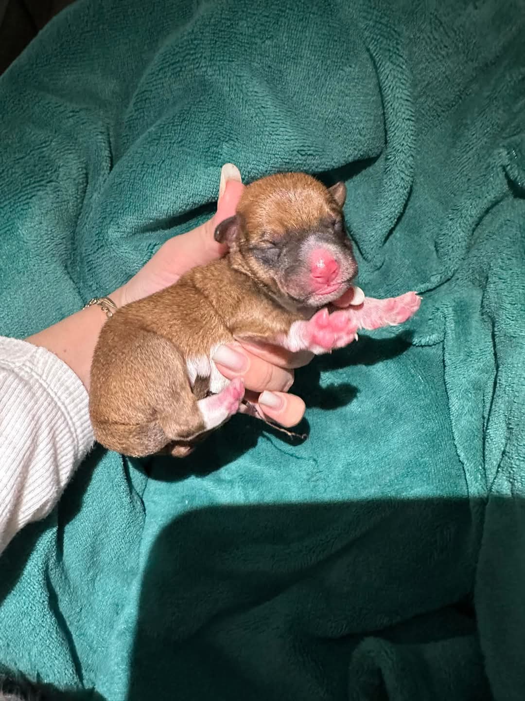 Adopții caini