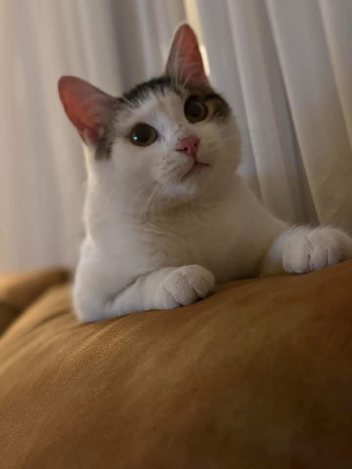 Adopții pisici