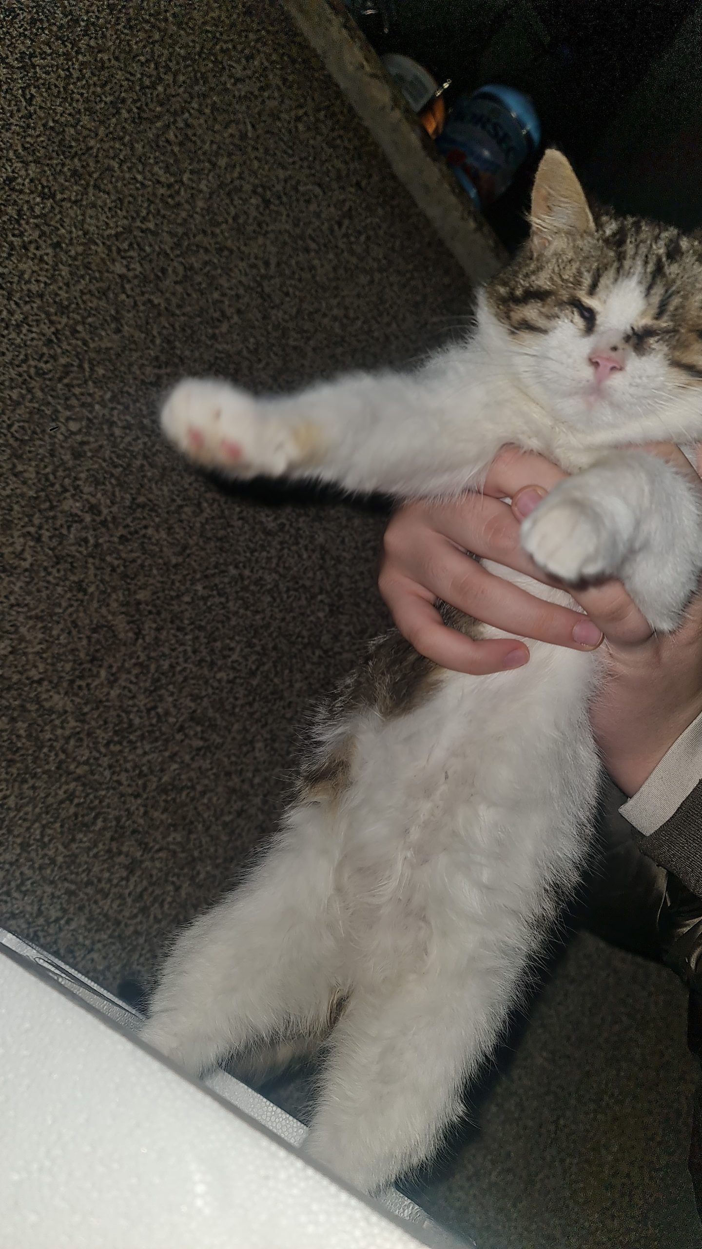 pui de pisica spre adoptie