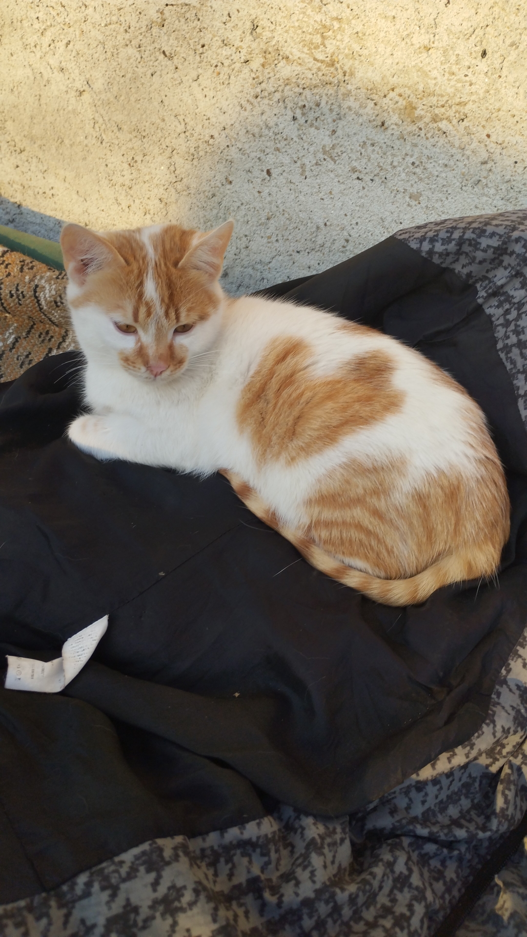 Pisicuțe spre adopție!❤️