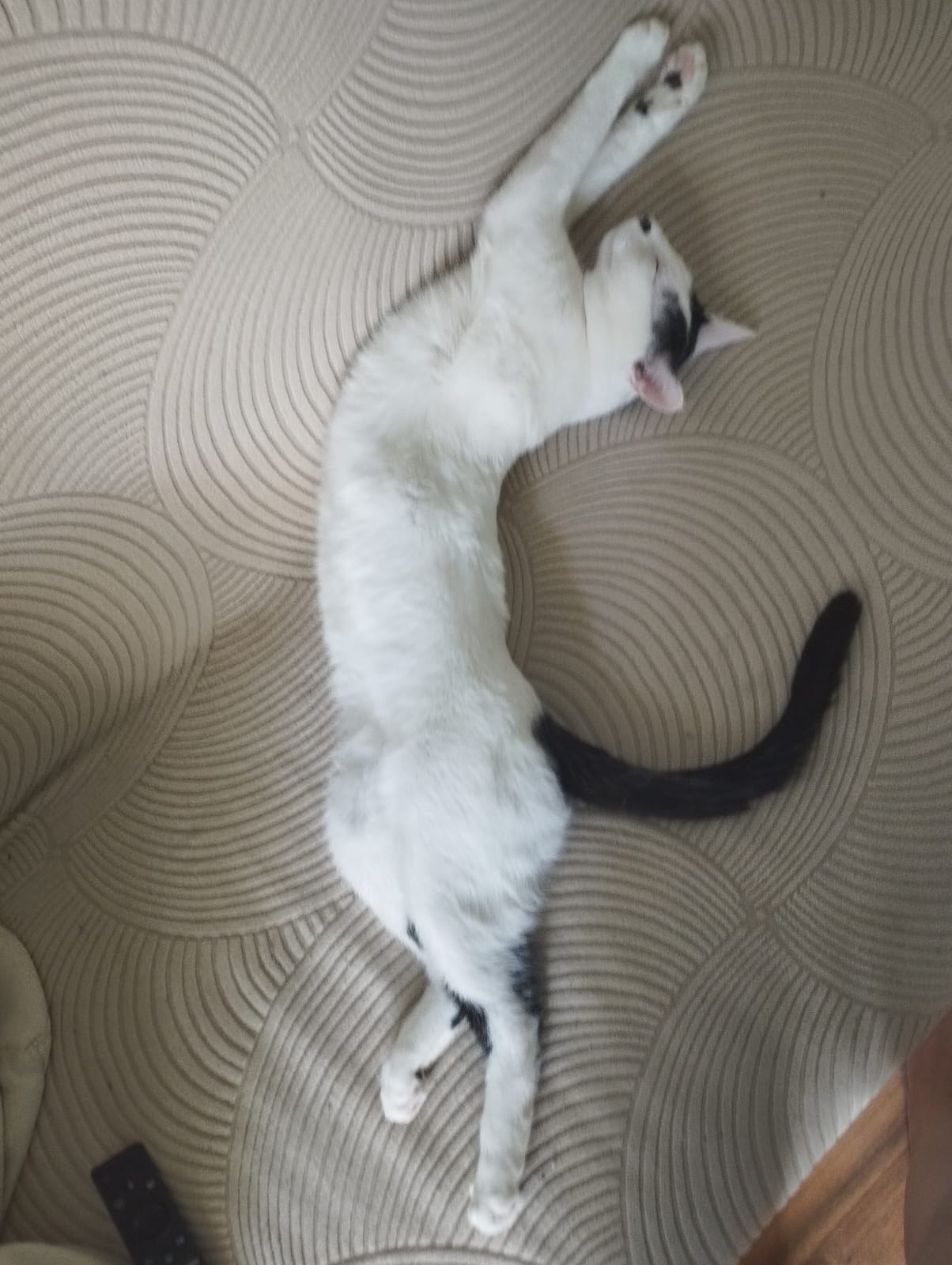 Adopție motan aprox 2 ani