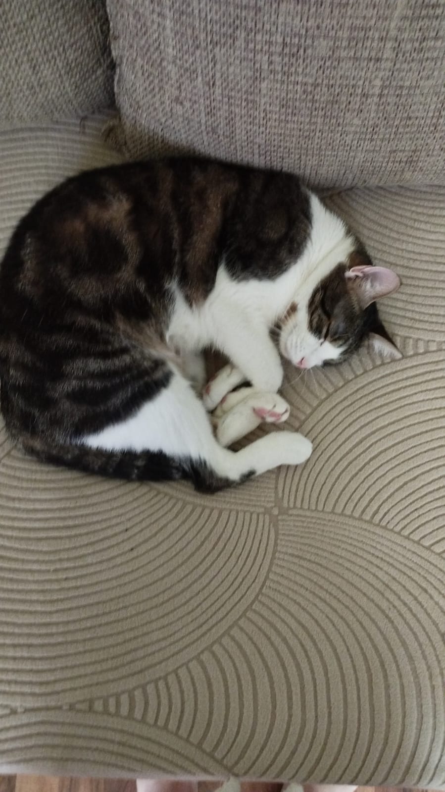 Adopție pisica tigrată
