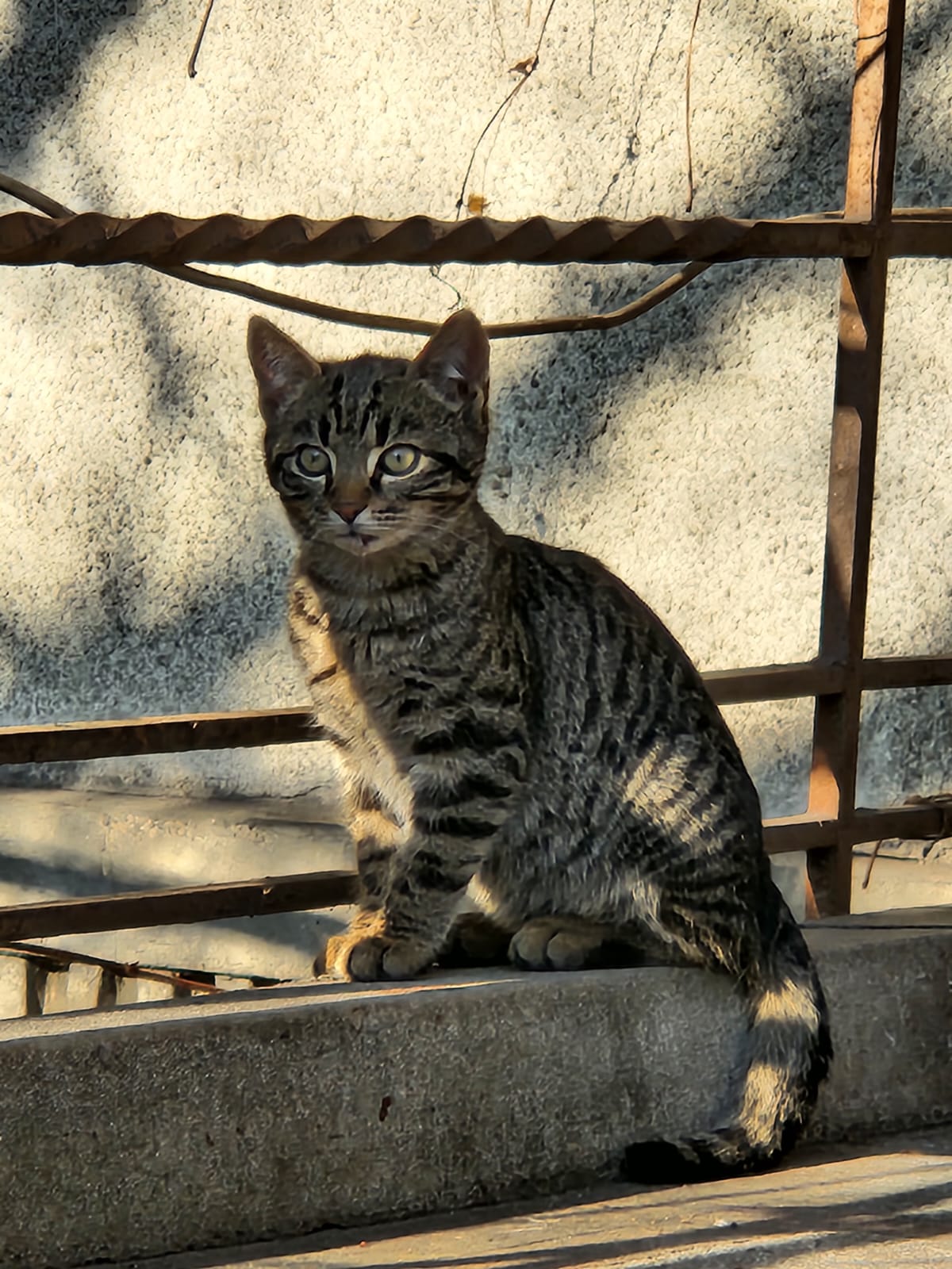 Pisicuțe abandonate