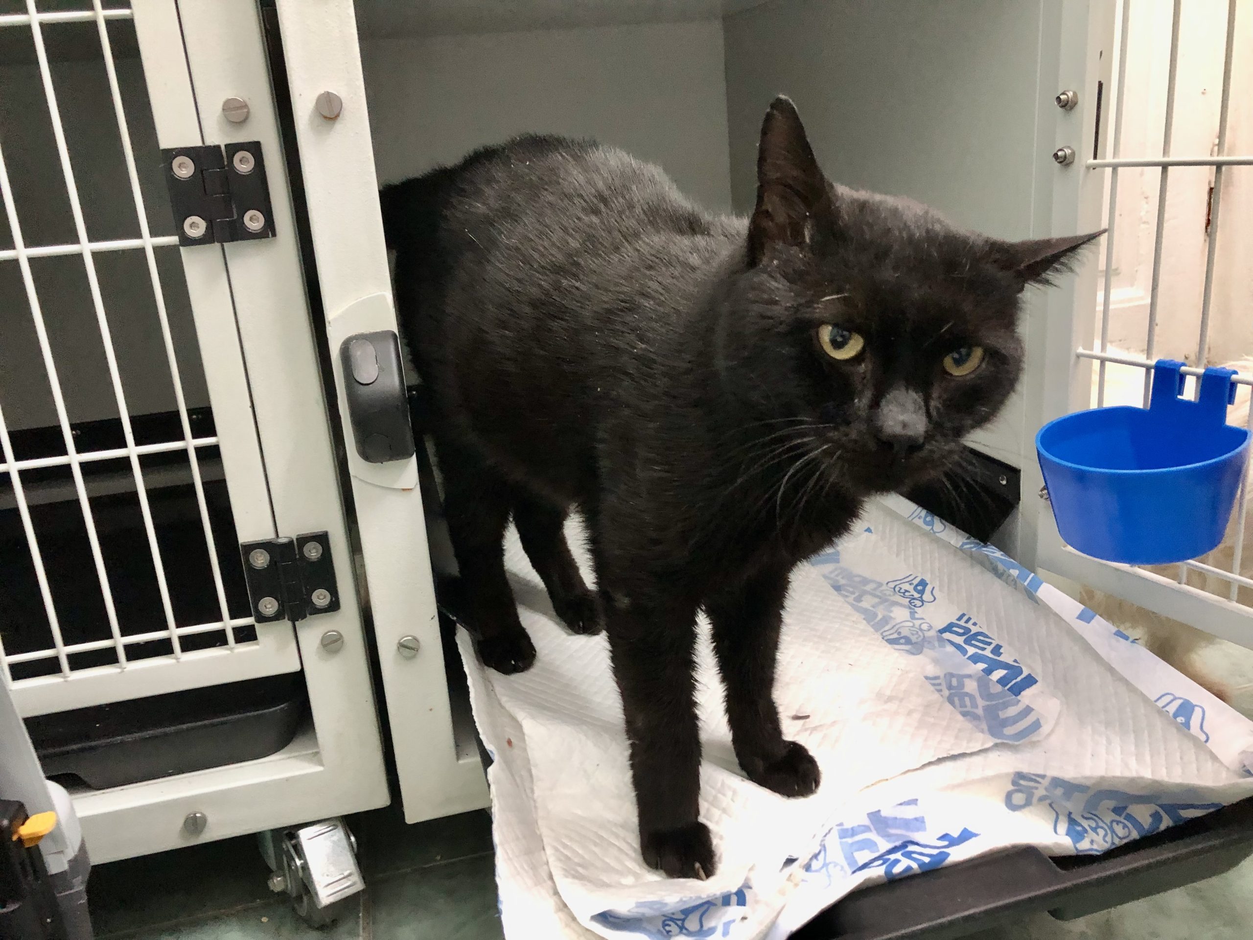Onyx, o adoptie cu înțelepciune