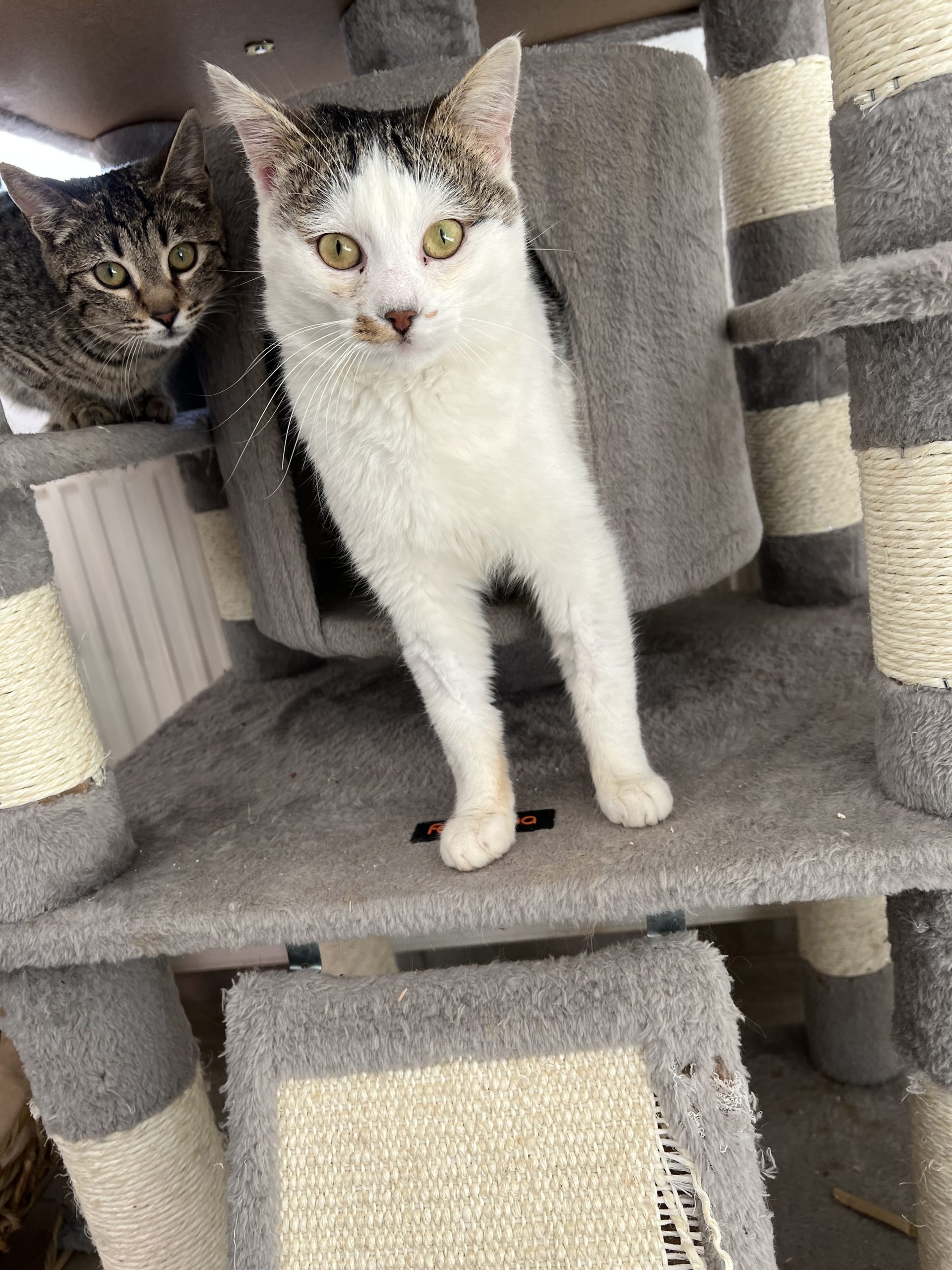 Ingeras alb spre adoptie -> Motan varsta aprox. 2 ani